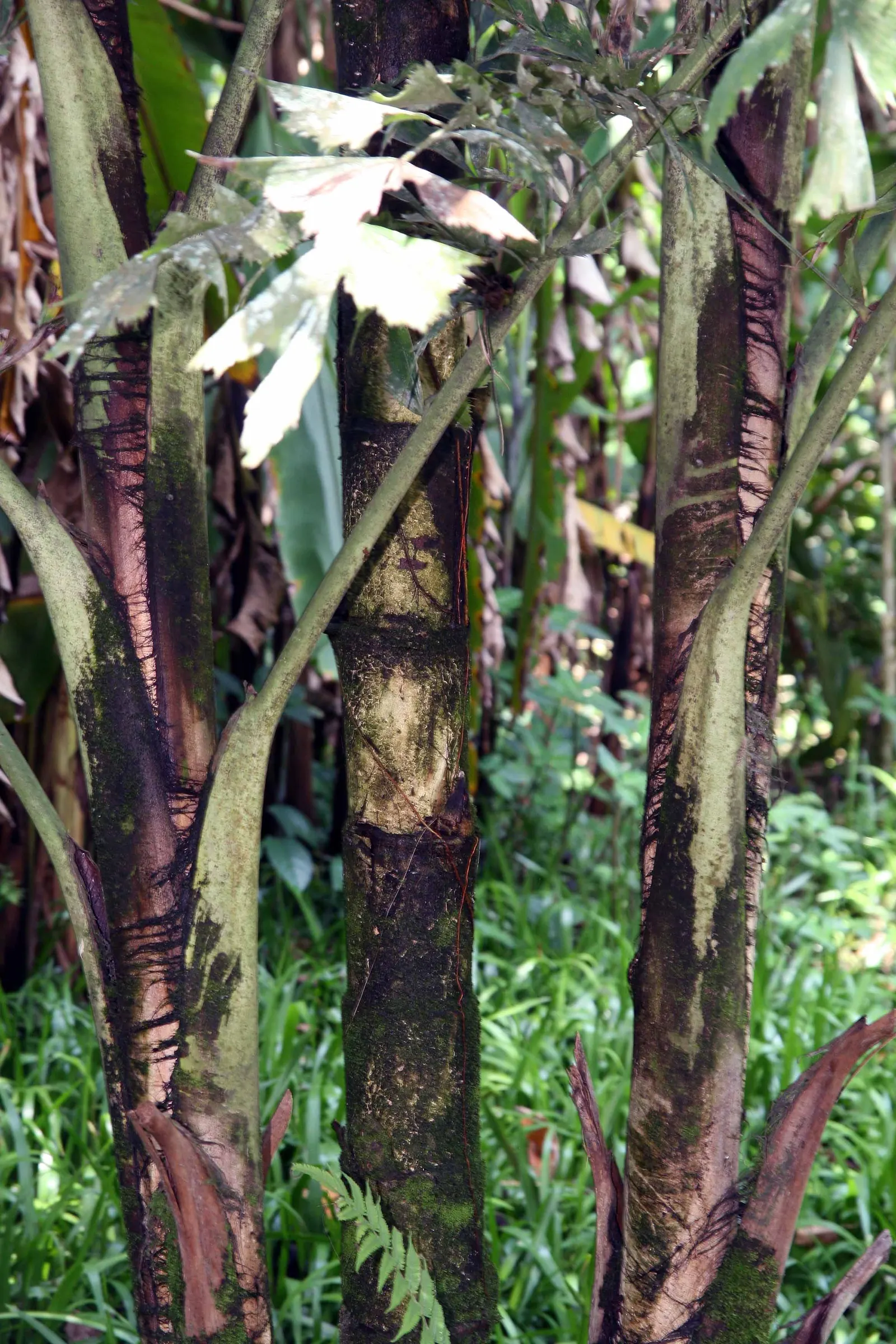 Clustering Fishtail Palm (Caryota Mitis) — bi-pinnate leaves that resemble the jagged tail of a fish