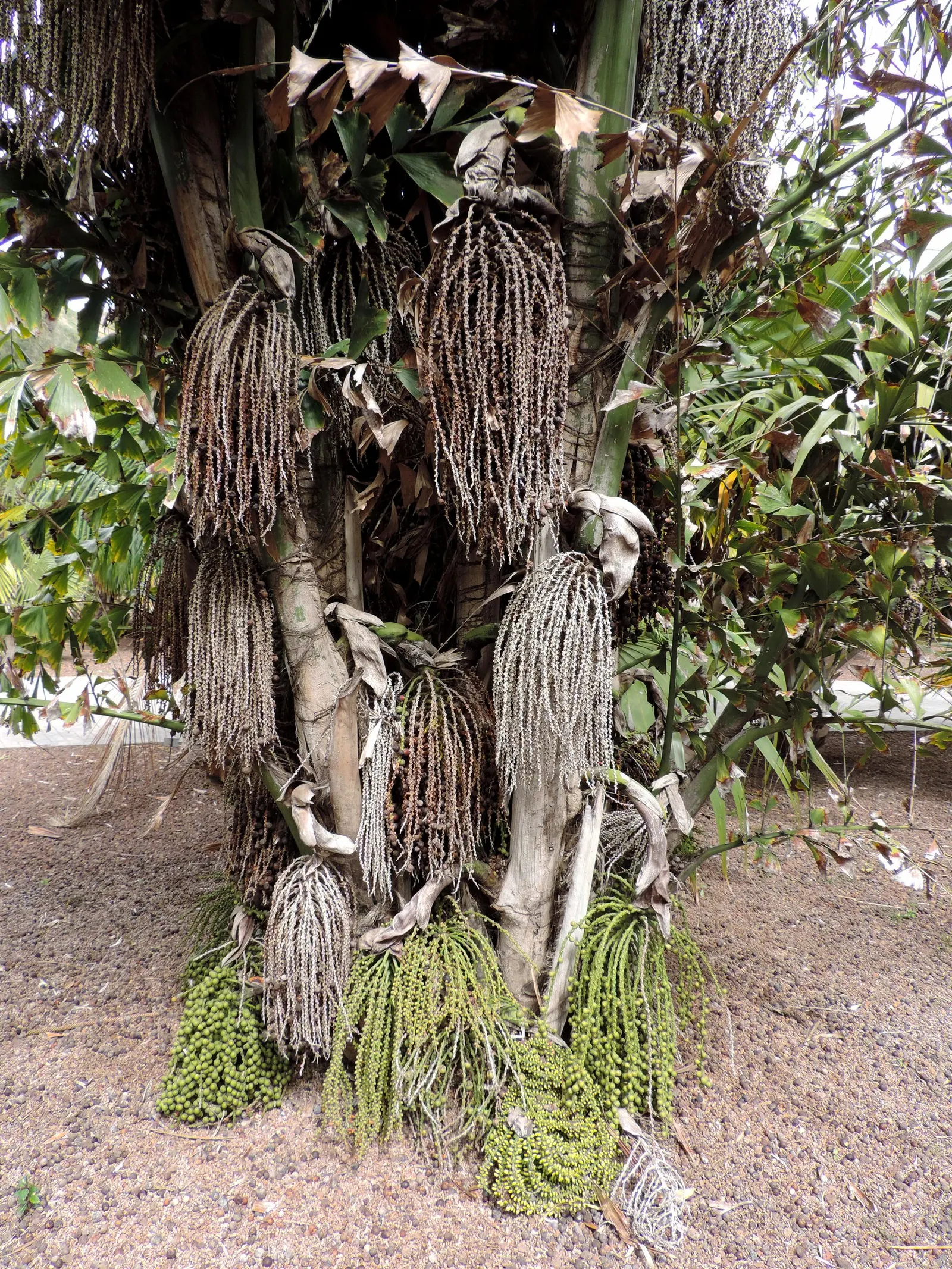 Clustering Fishtail Palm (Caryota Mitis) — indirect light or partial shade
