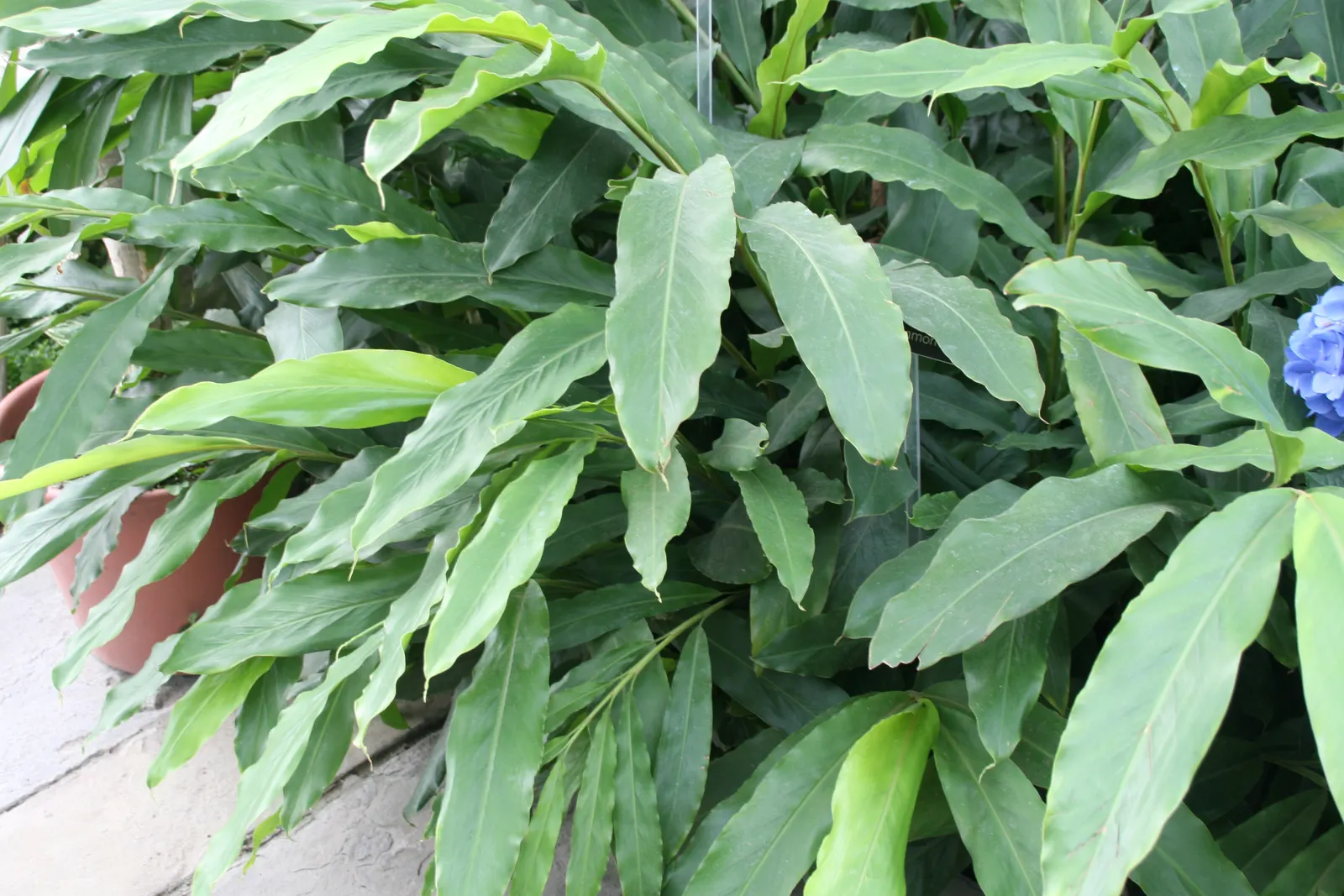 Clustering Fishtail Palm (Caryota Mitis) — palm with purple blooms