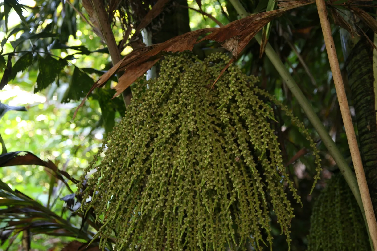 Clustering Fishtail Palm (Caryota Mitis) — is a tropical palm native to Southeast Asia and widely celebrated for its unique; and it should be placed with