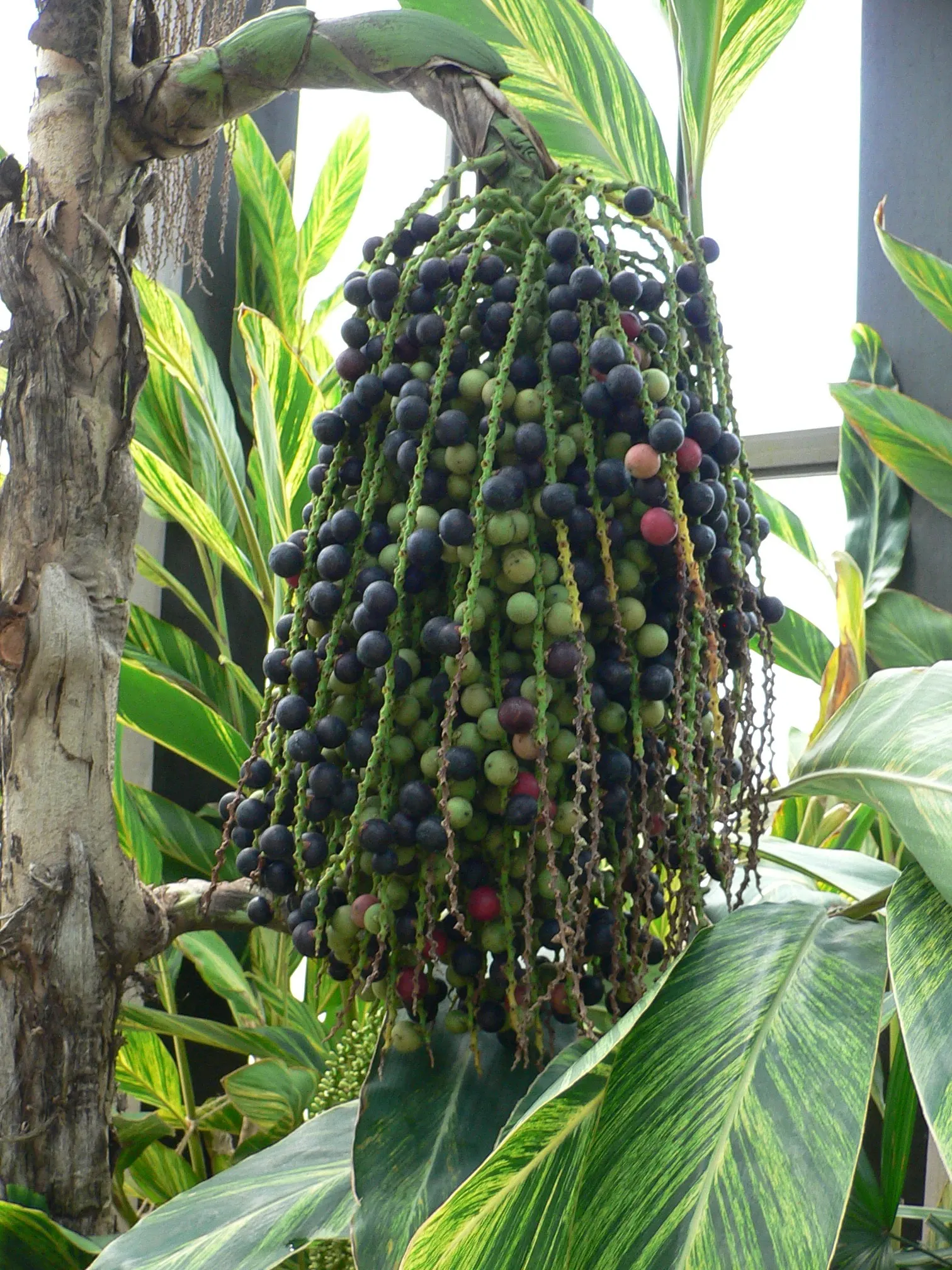 Clustering Fishtail Palm (Caryota Mitis) — This palm's multi-stemmed clumping habit makes it a dramatic feature in any landscape