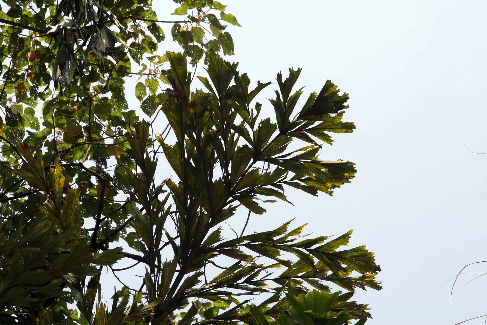 Clustering Fishtail Palm (Caryota Mitis) — This palm is adaptable to a range of well-draining soils; and it should be placed with consideration to reduce