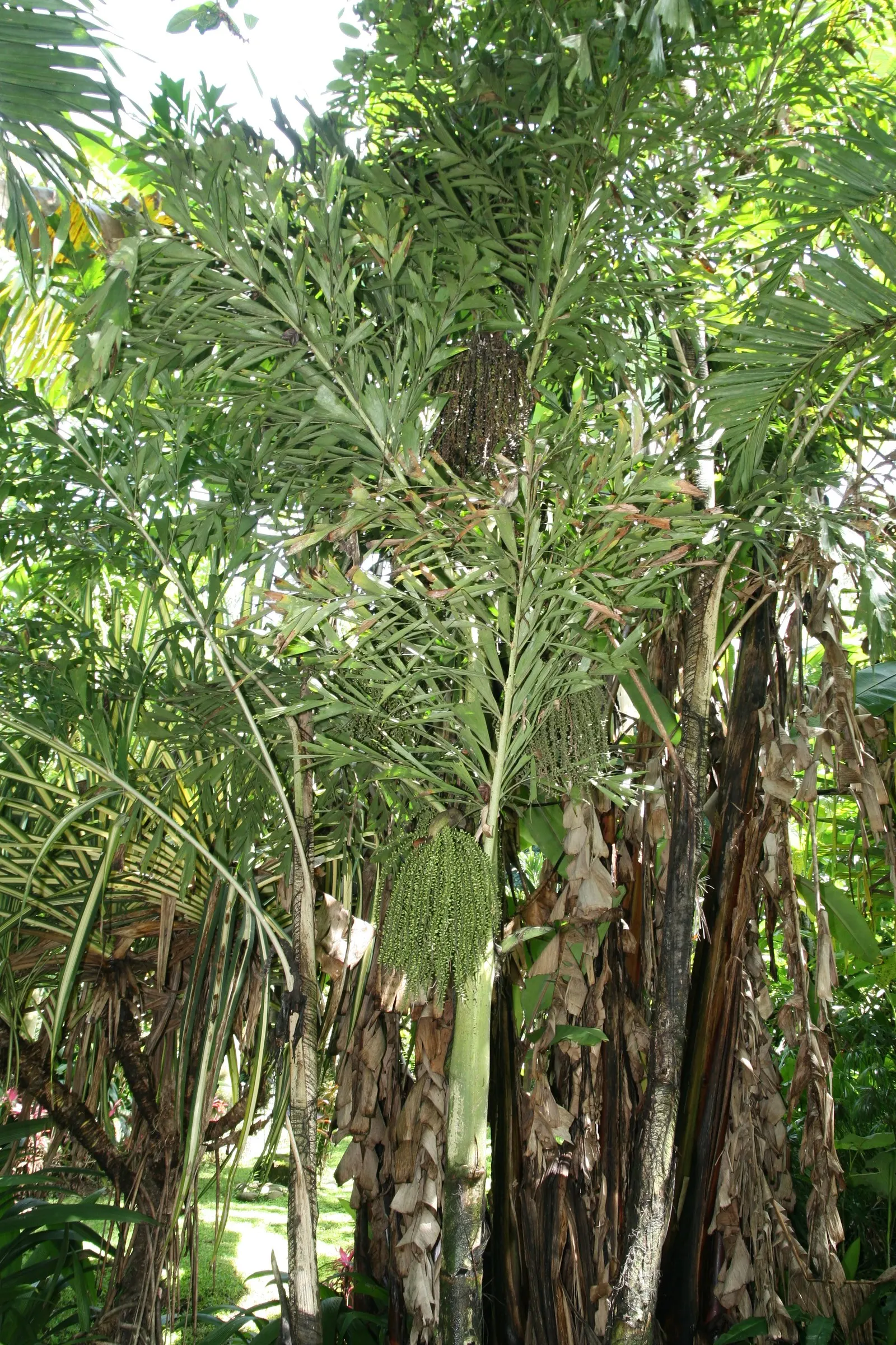 Clustering Fishtail Palm (Caryota Mitis) — is a tropical palm native to Southeast Asia and widely celebrated for its unique