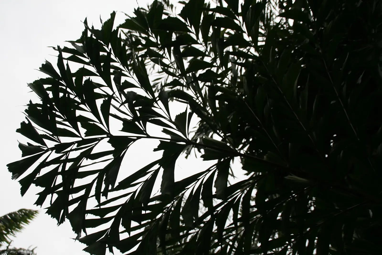 Clustering Fishtail Palm (Caryota Mitis) — distinguished by its bipinnate leaves resembling fishtails; rich loam with a slightly acidic to neutral pH