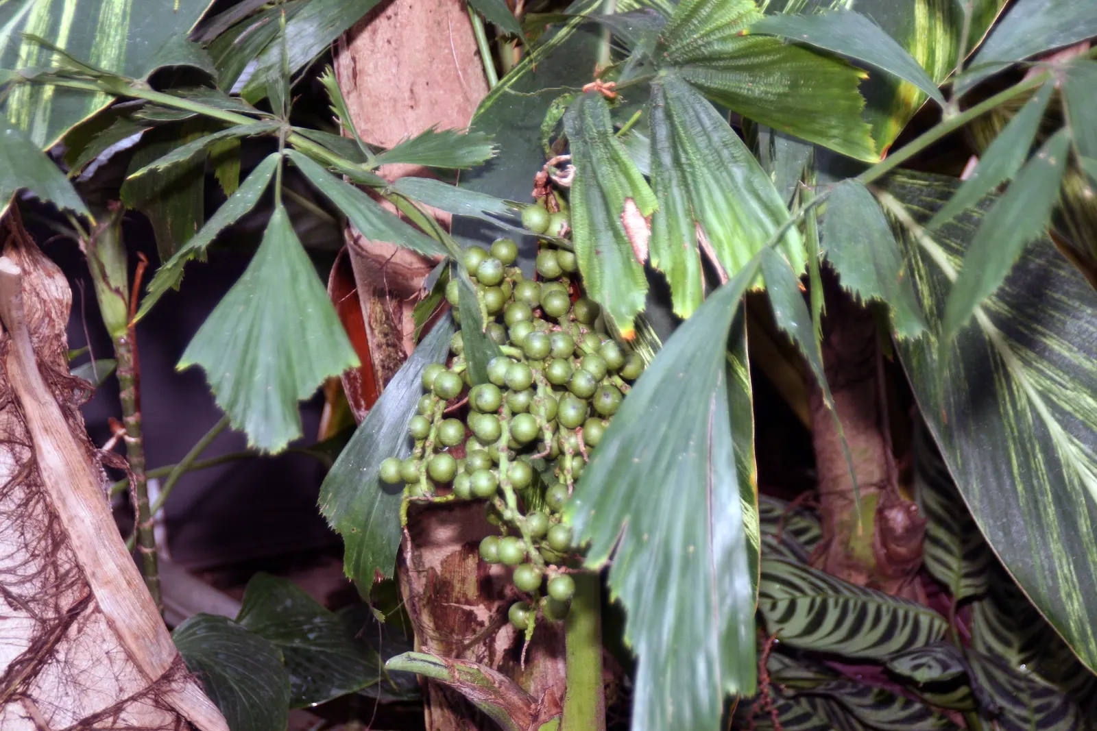 Clustering Fishtail Palm (Caryota Mitis) — Ideal for USDA zones 10-12, it prefers partial shade and moist, well-drained soil, image 25