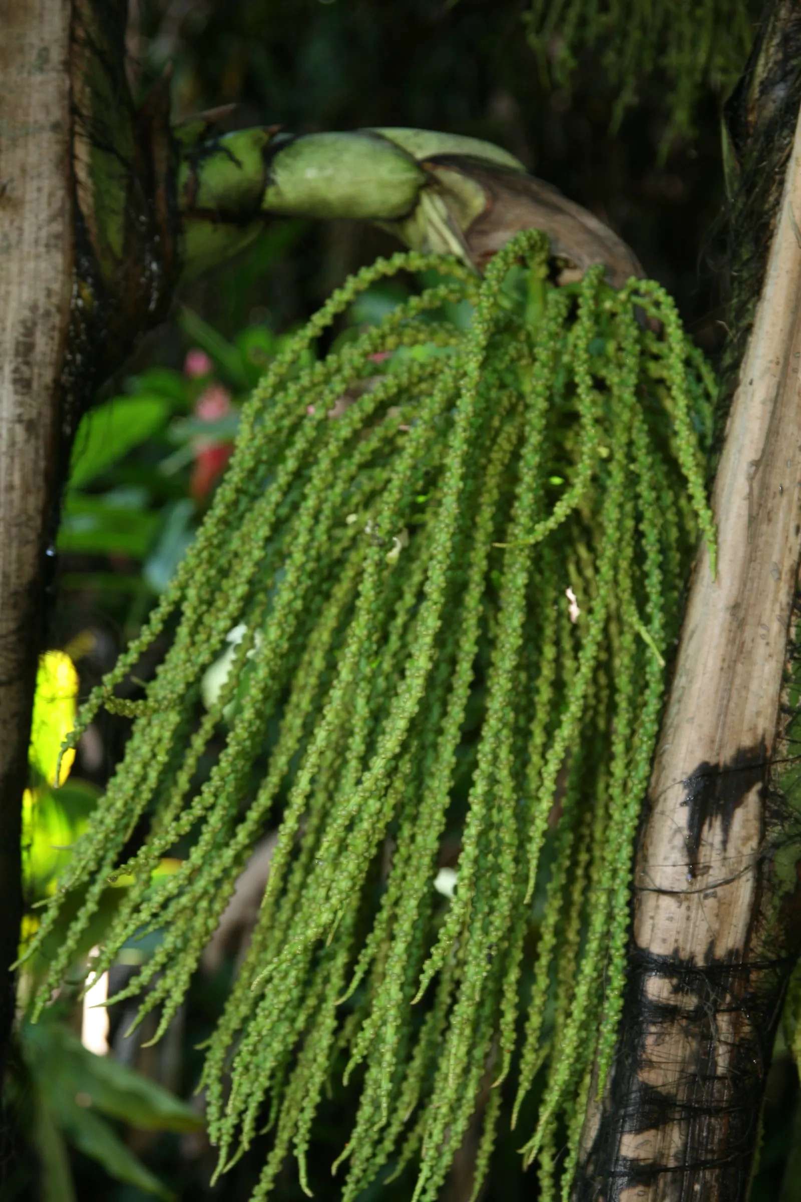 Clustering Fishtail Palm (Caryota Mitis) — It grows up to 20-25 feet tall, with a spread of 6-10 feet; and it should be placed with consideration to reduce