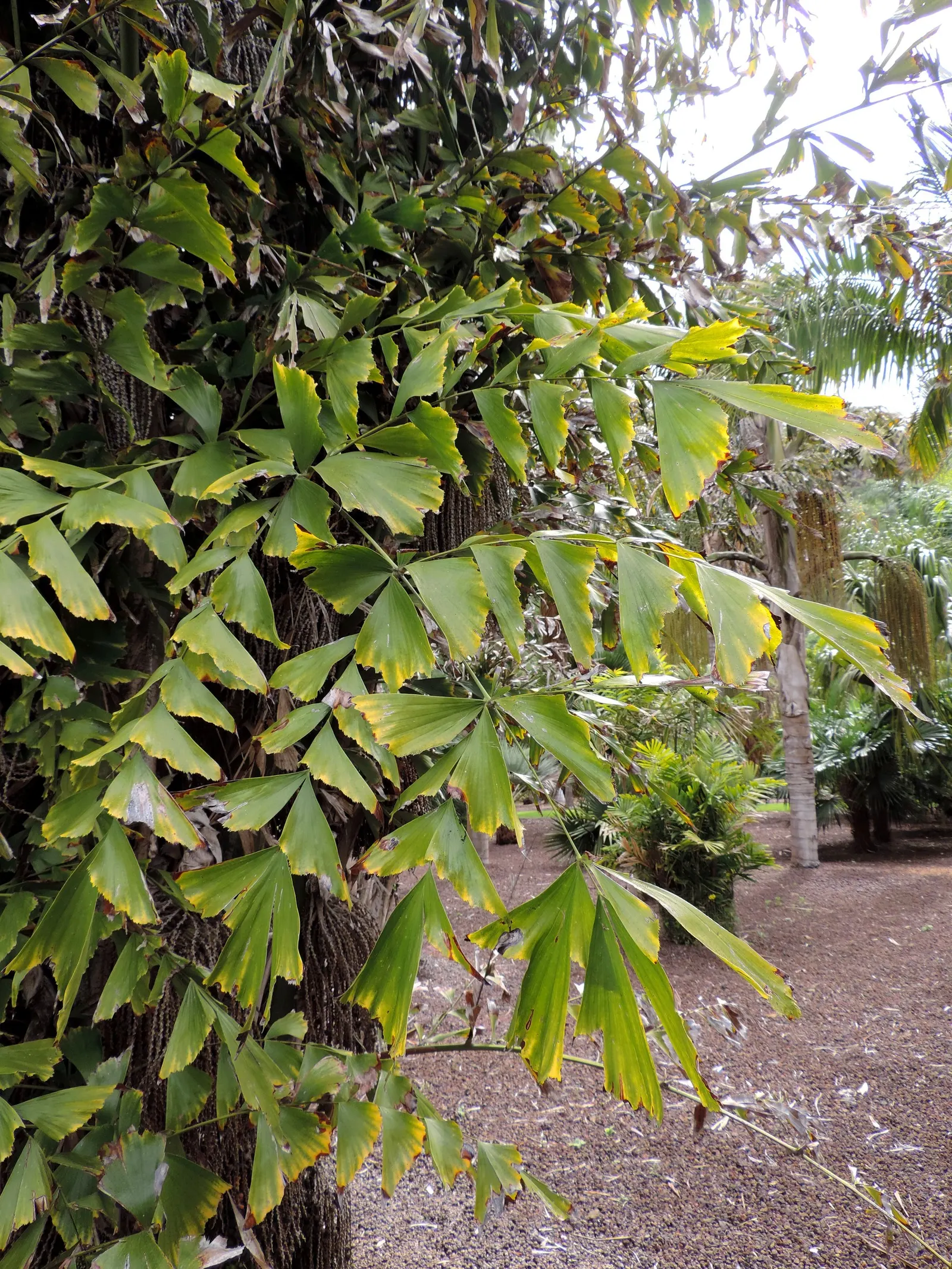 Clustering Fishtail Palm (Caryota Mitis) — palm for full or half