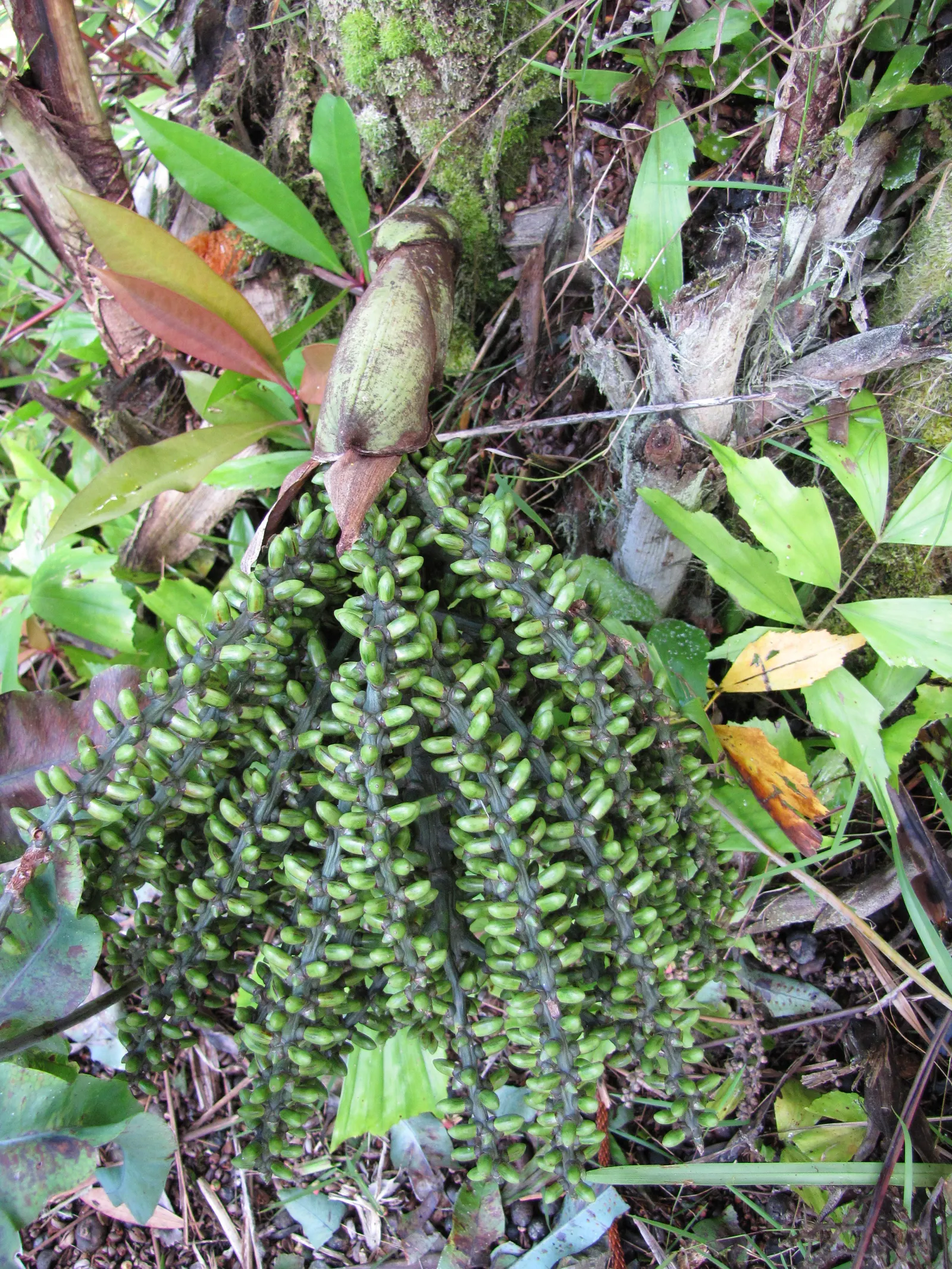Clustering Fishtail Palm (Caryota Mitis) — is a tropical palm native to Southeast Asia and widely celebrated for its unique; and it should be, image 48