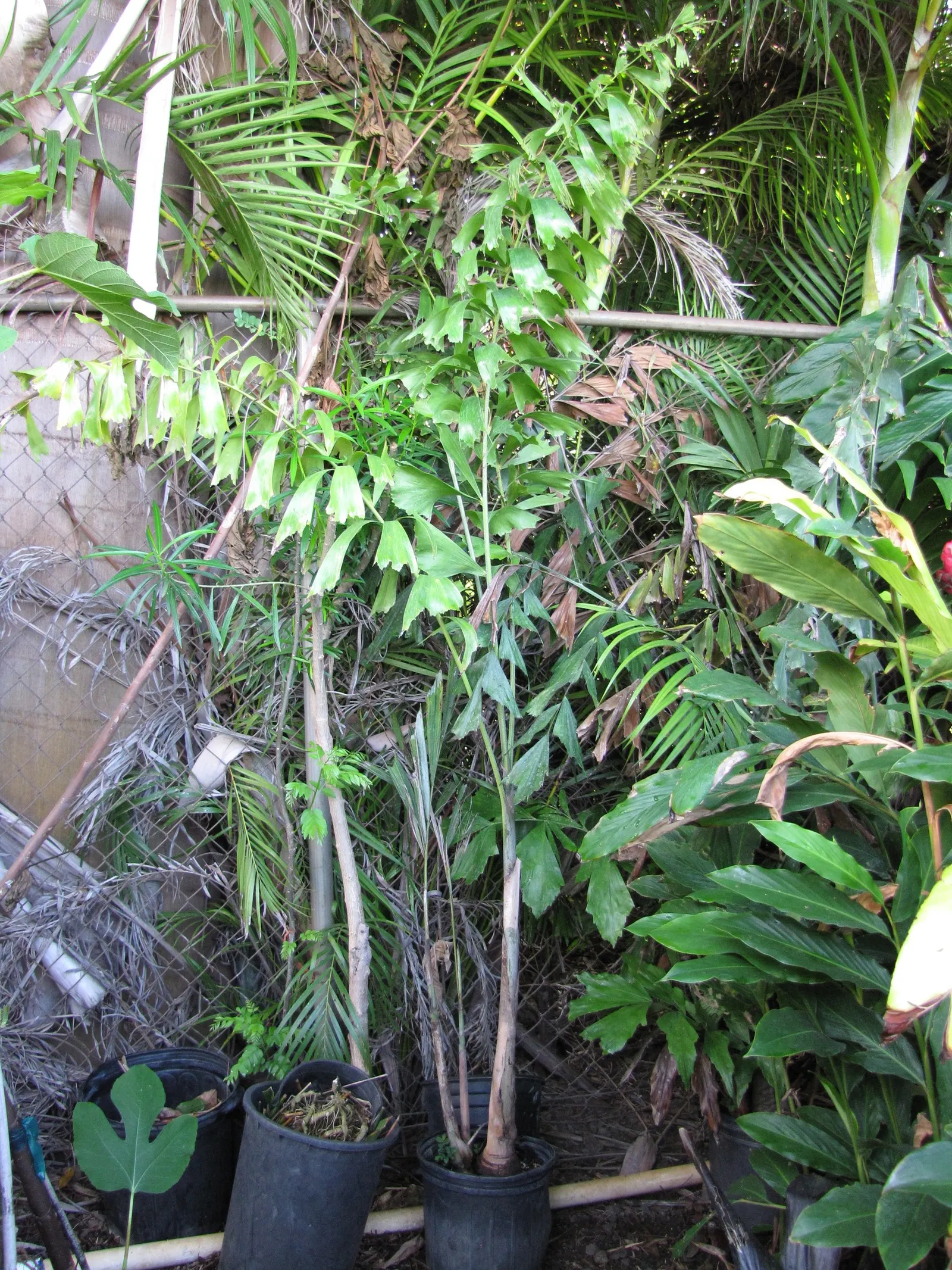 Clustering Fishtail Palm (Caryota Mitis) — palm with purple blooms; rich loam with a slightly acidic to neutral pH