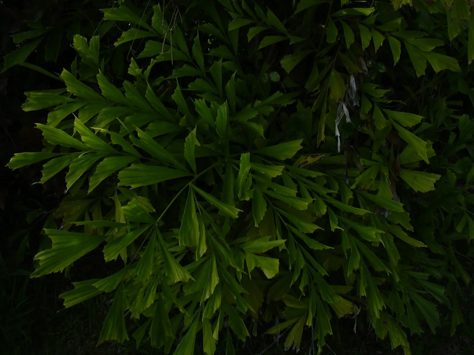 Clustering Fishtail Palm (Caryota Mitis) — with its moderate growth rate and low maintenance; ideal for USDA zones 10-12, it prefers partial shade and moist