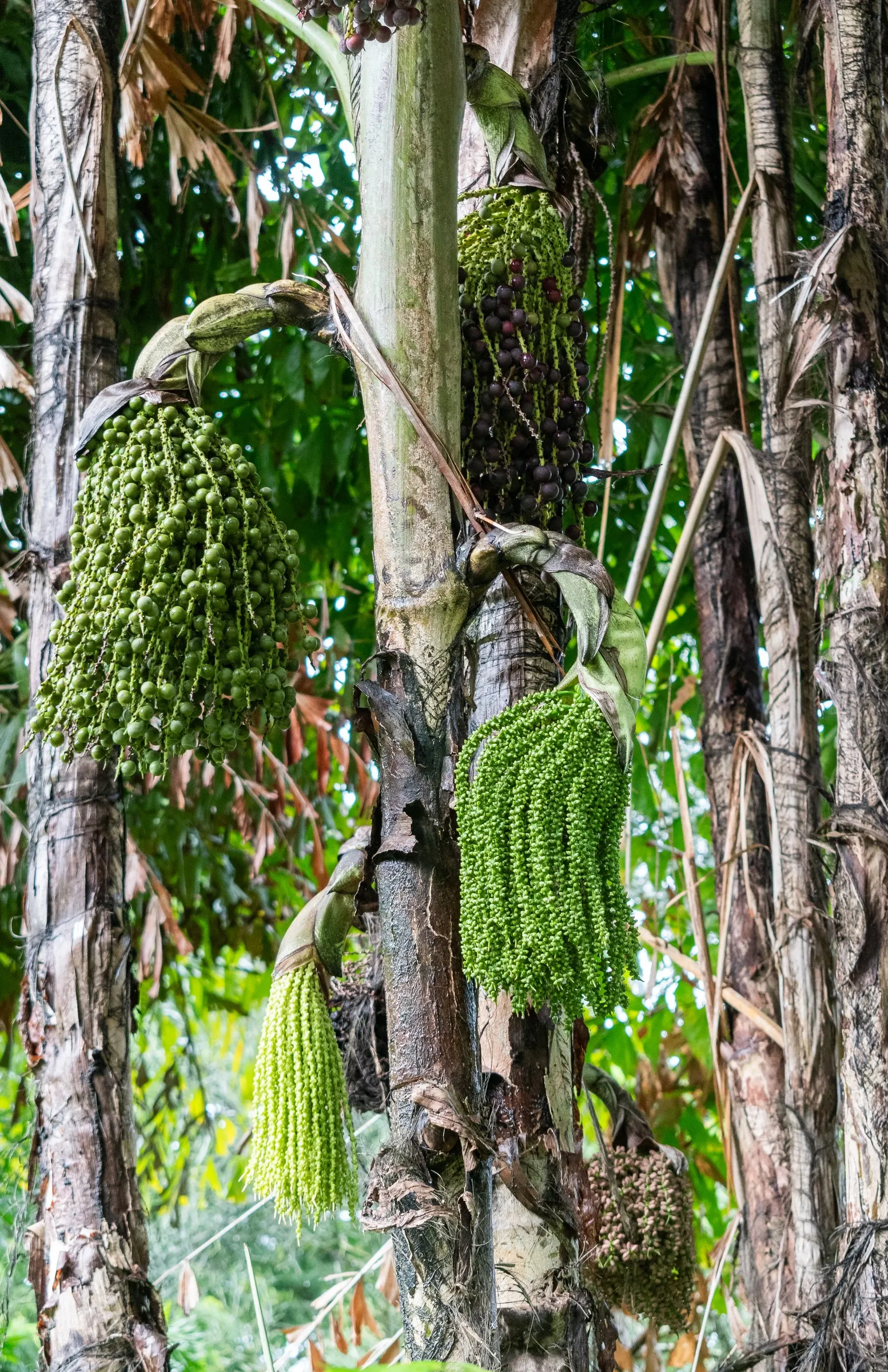 Clustering Fishtail Palm (Caryota Mitis) — rich loam with a slightly acidic to neutral pH