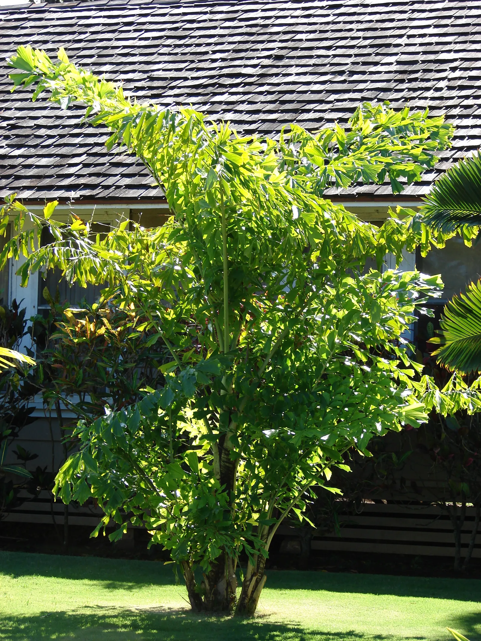 Clustering Fishtail Palm (Caryota Mitis) — rich loam with a slightly acidic to neutral pH, image 32