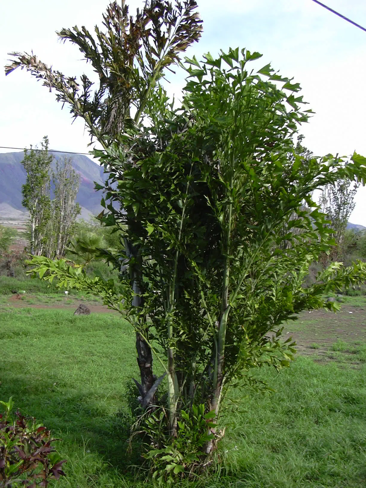 Clustering Fishtail Palm (Caryota Mitis) — This palm's multi-stemmed clumping habit makes it a dramatic feature in any landscape; rich loam with a, image 47