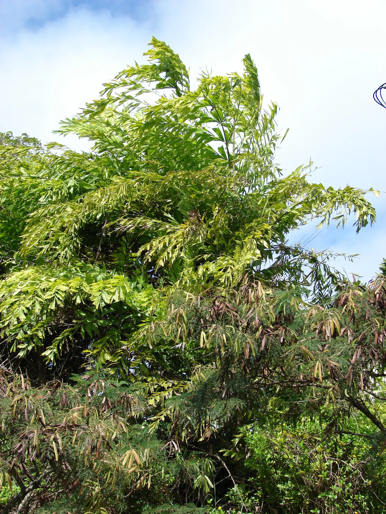 Clustering Fishtail Palm (Caryota Mitis) — Its cascading leaves add texture and movement, reaching lengths of up to 9 feet; ideal for USDA zones 10-12, it