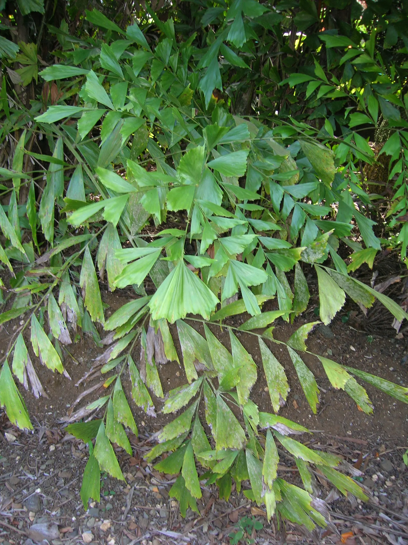 Clustering Fishtail Palm (Caryota Mitis) — cream to brownish inflorescence emerges beneath the leaves; rich loam with a slightly acidic to neutral pH