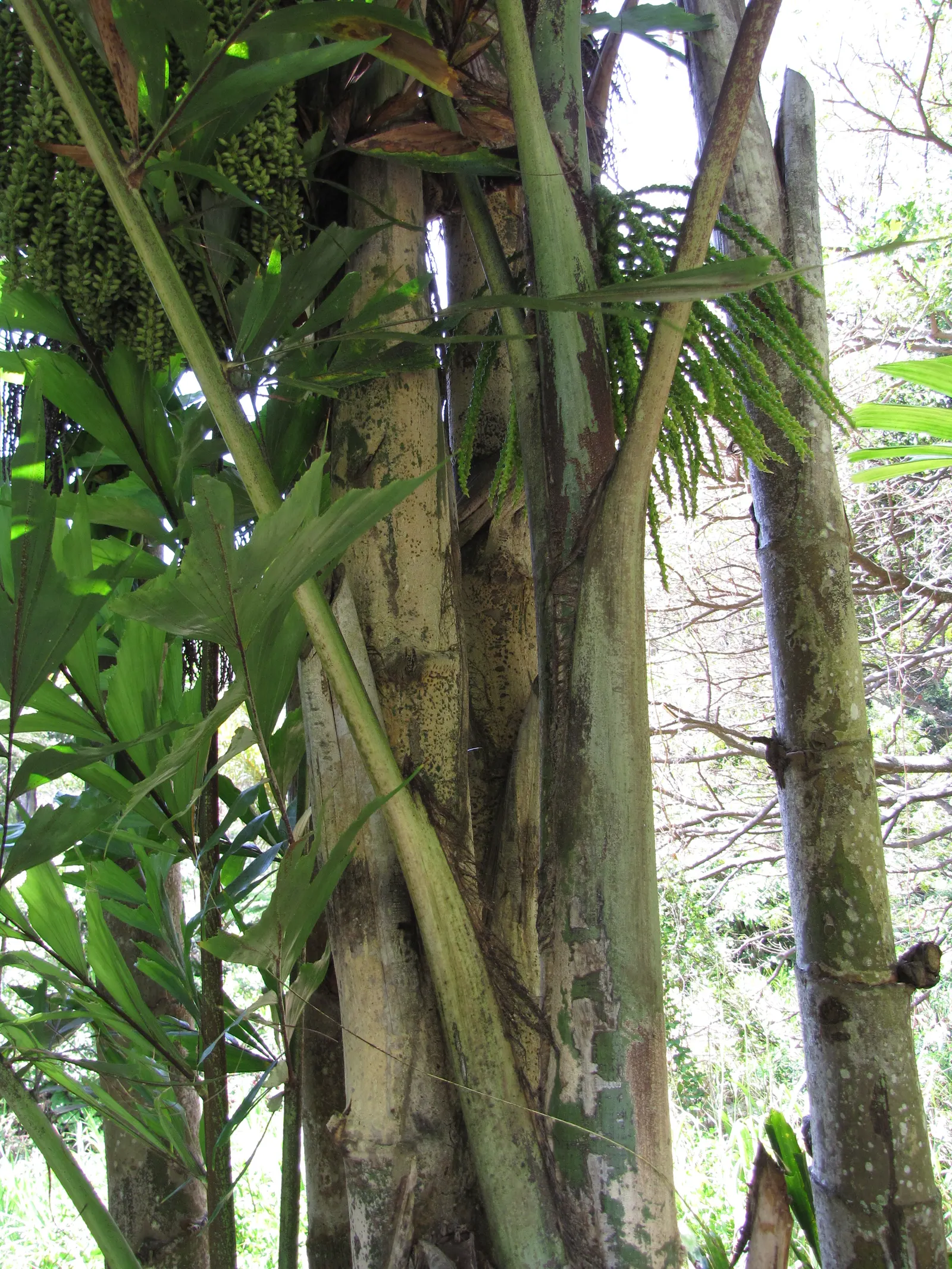 Clustering Fishtail Palm (Caryota Mitis) — but it flourishes in moist; ideal for USDA zones 10-12, it prefers partial shade and moist, well-drained soil