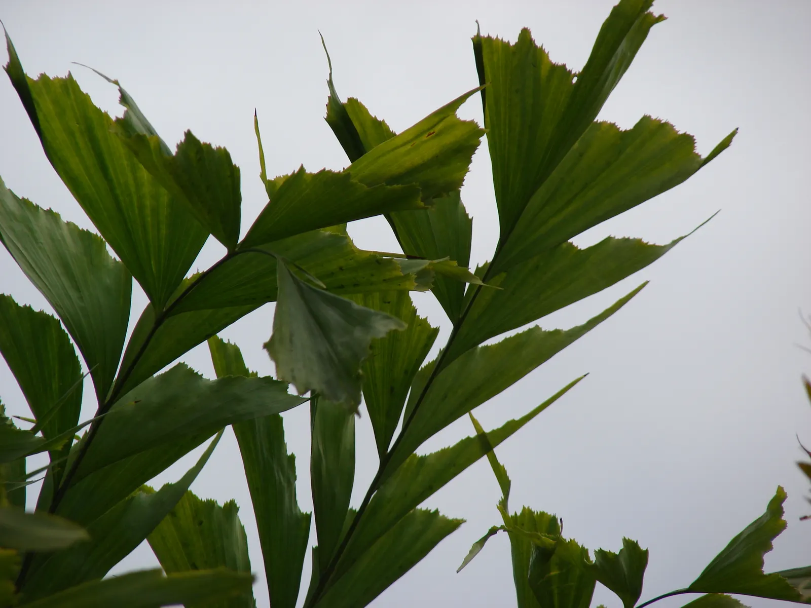 Clustering Fishtail Palm (Caryota Mitis) — purple flowers in the garden; ideal for USDA zones 10-12, it prefers partial shade and moist, well-drained soil