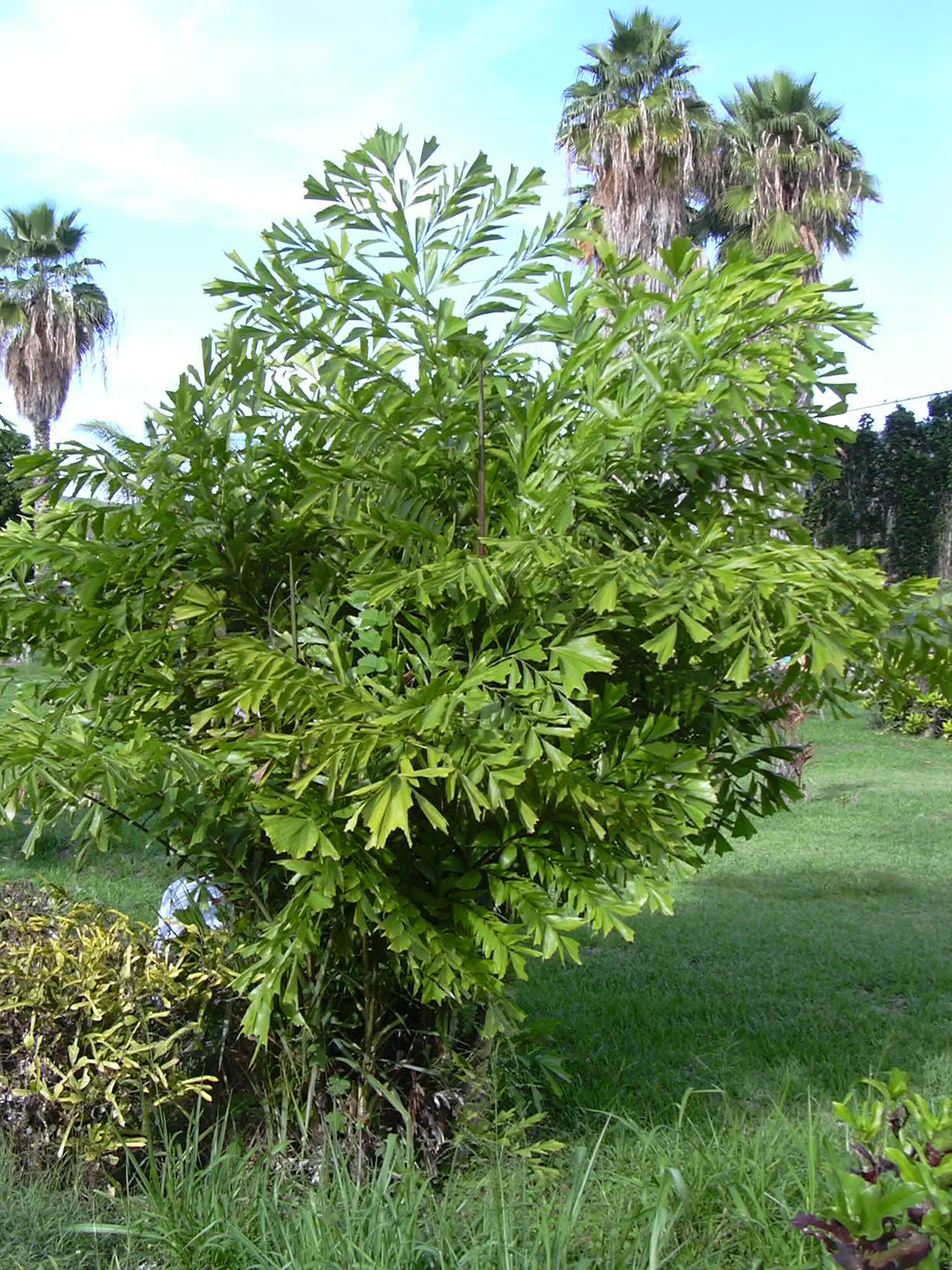 Clustering Fishtail Palm (Caryota Mitis) — This palm is adaptable to a range of well-draining soils; and it should be placed with consideration to, image 51