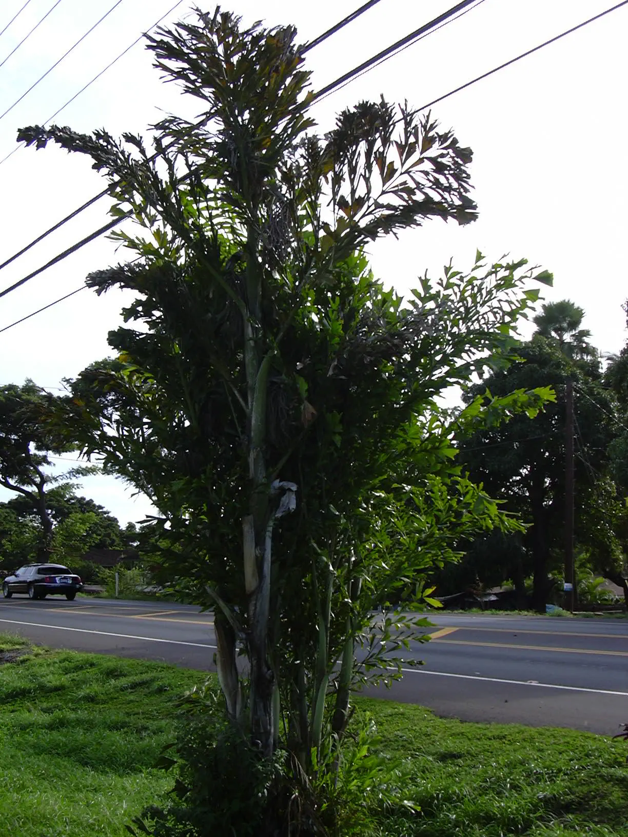 Clustering Fishtail Palm (Caryota Mitis) — It grows up to 20-25 feet tall, with a spread of 6-10 feet