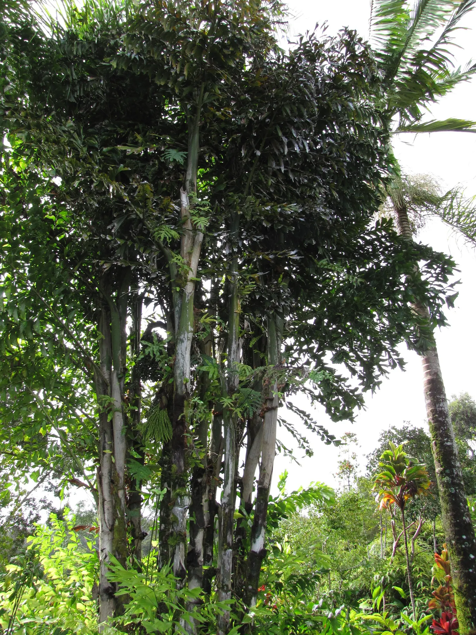 Clustering Fishtail Palm (Caryota Mitis) — Its cascading leaves add texture and movement, reaching lengths of up to 9 feet