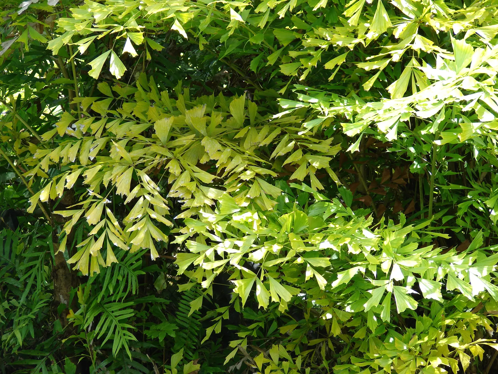 Clustering Fishtail Palm (Caryota Mitis) — later giving way to purple to black non-edible fruits.<br><br>The Caryota mitis; and it should be placed with