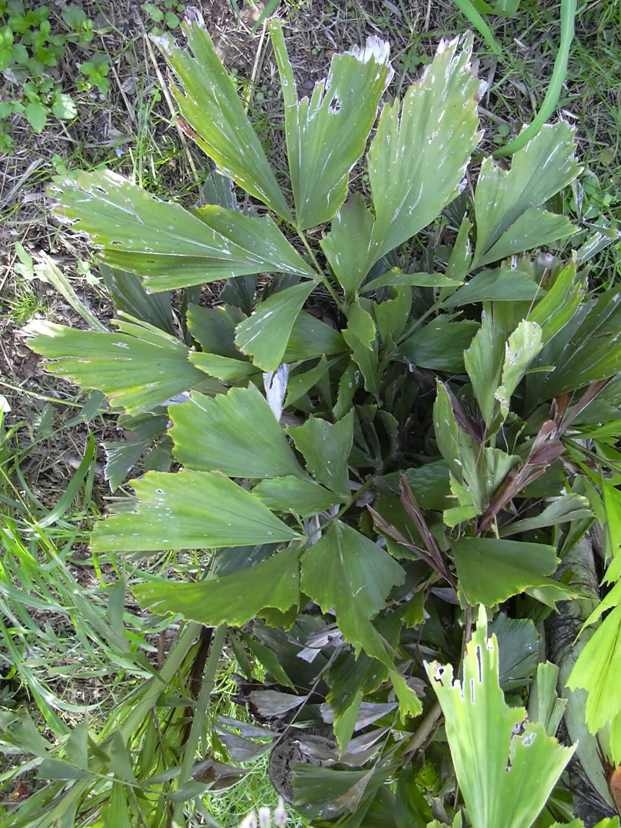 Clustering Fishtail Palm (Caryota Mitis) — The Clustering Fishtail Palm (Caryota mitis) is a tropical plant native to Southeast Asia; ideal for, image 43