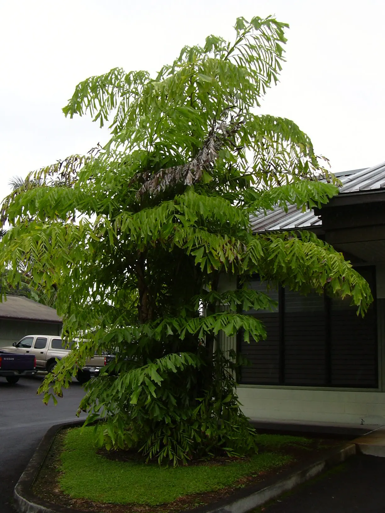 Clustering Fishtail Palm (Caryota Mitis) — bi-pinnate leaves that resemble the jagged tail of a fish; ideal for USDA zones 10-12, it prefers, image 49