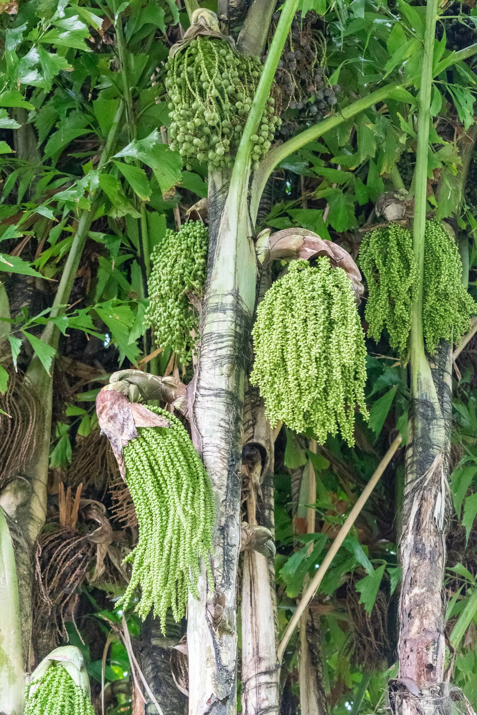 Clustering Fishtail Palm (Caryota Mitis) — The Clustering Fishtail Palm (Caryota mitis) is a tropical plant native to Southeast Asia