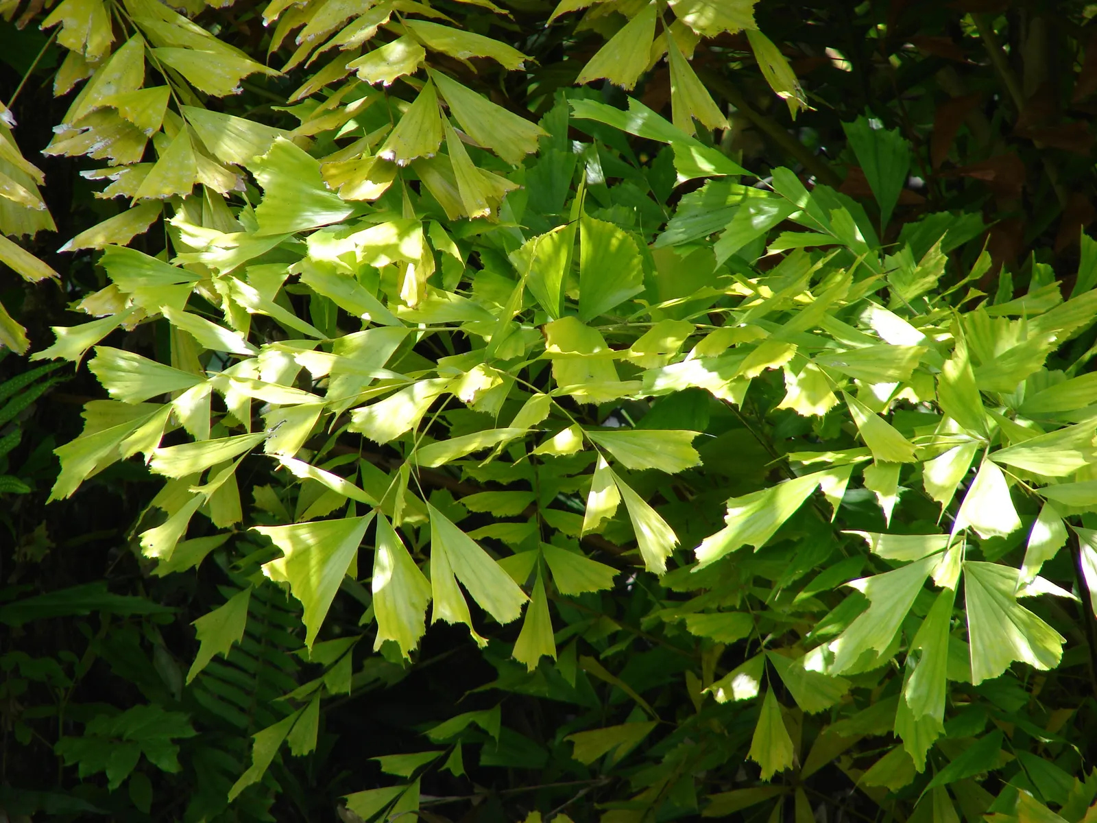 Clustering Fishtail Palm (Caryota Mitis) — palm for full or half; and it should be placed with consideration to reduce accidental contact with pets and children