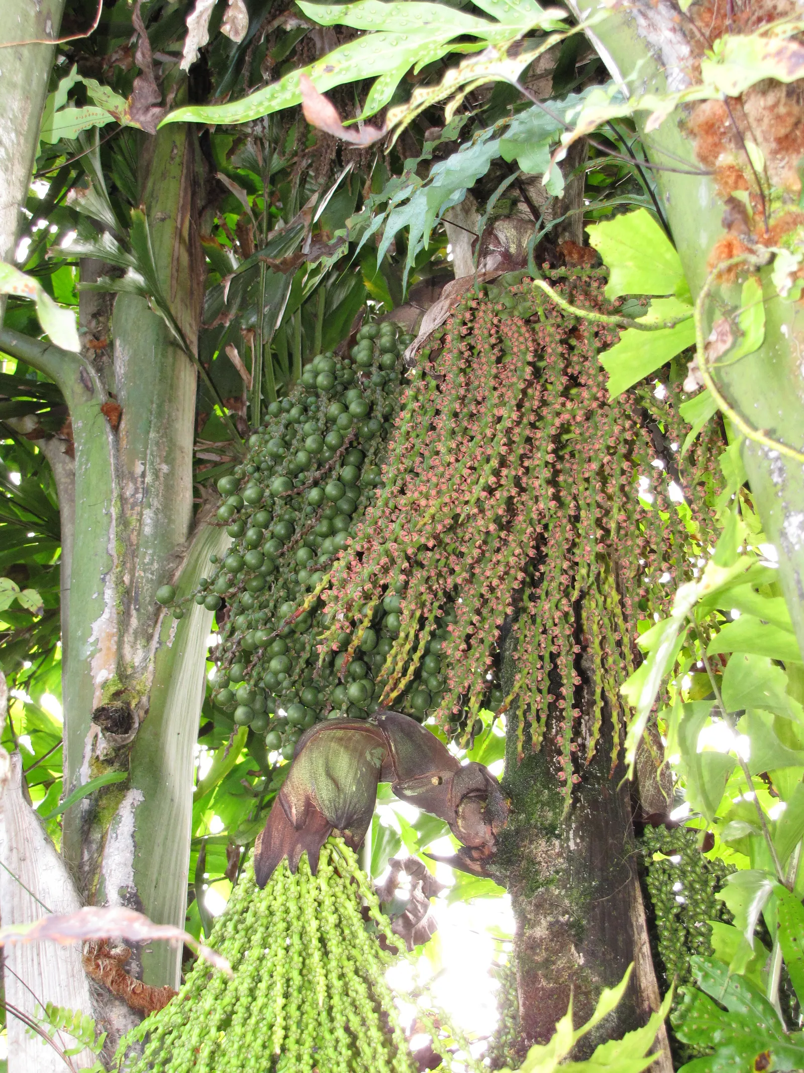 Clustering Fishtail Palm (Caryota Mitis) — distinguished by its bipinnate leaves resembling fishtails; rich loam with a slightly acidic to neutral, image 44