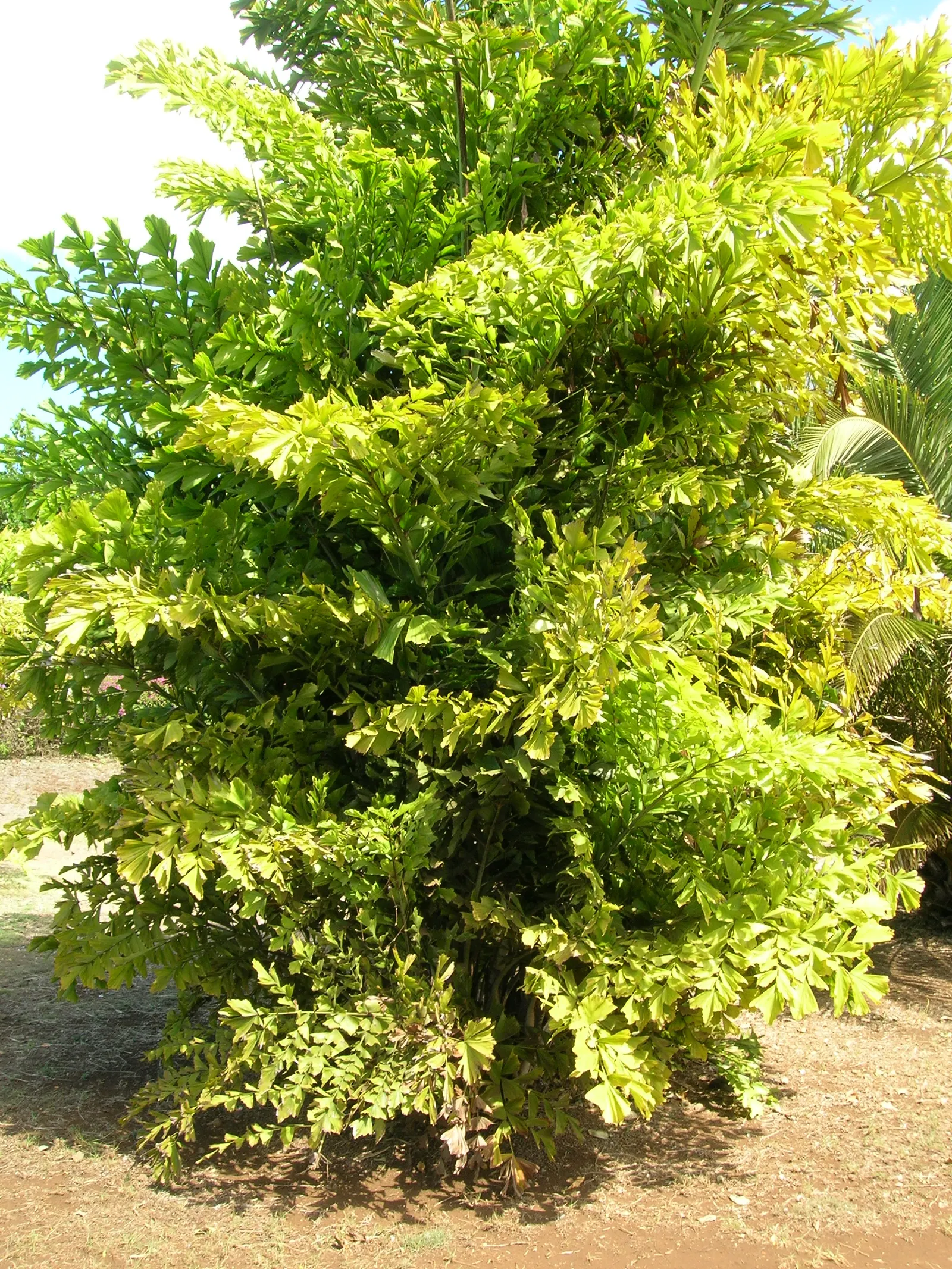 Clustering Fishtail Palm (Caryota Mitis) — distinguished by its bipinnate leaves resembling fishtails