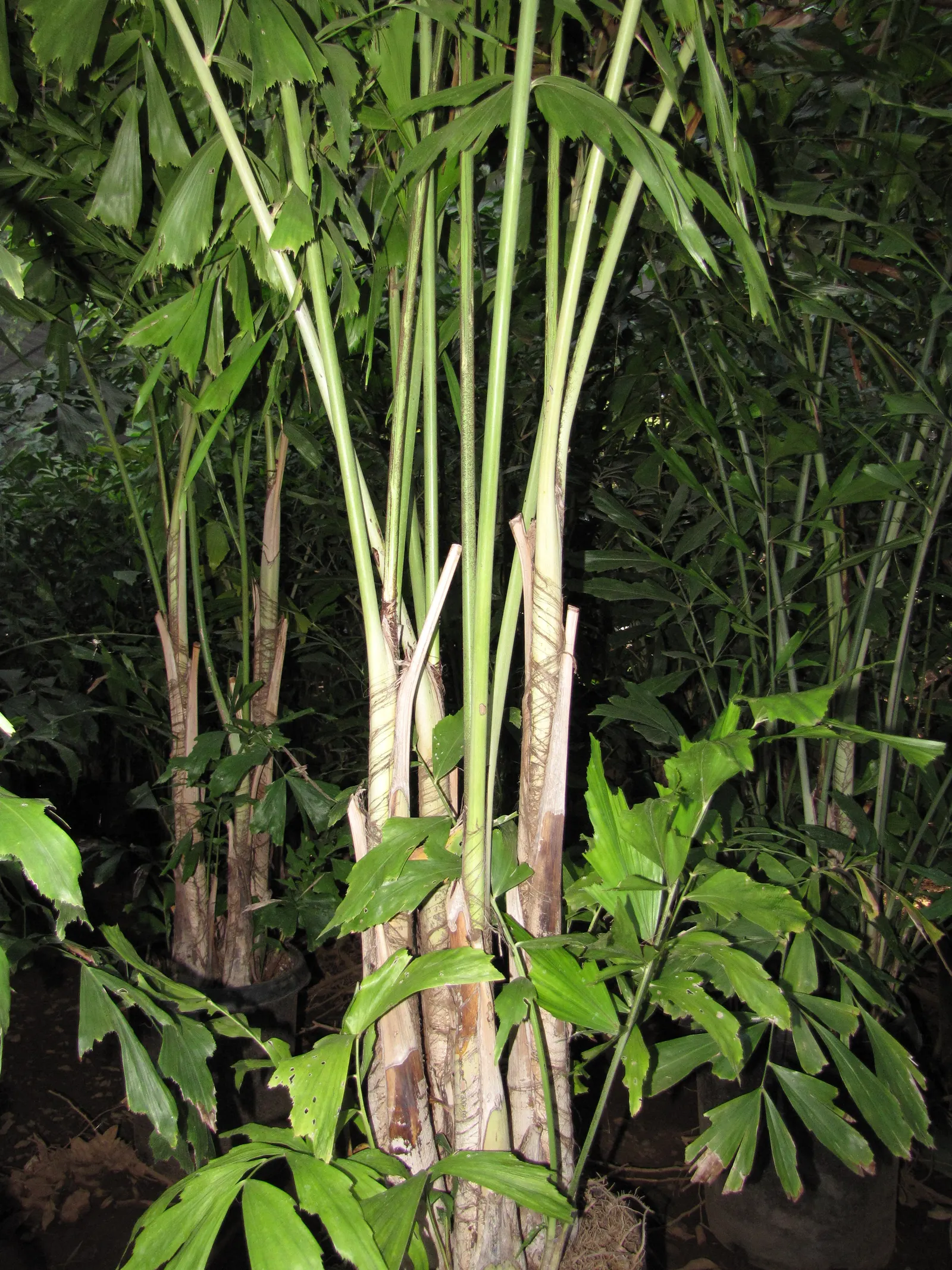 Clustering Fishtail Palm (Caryota Mitis) — that all parts of this plant are toxic if ingested; rich loam with a slightly acidic to neutral pH