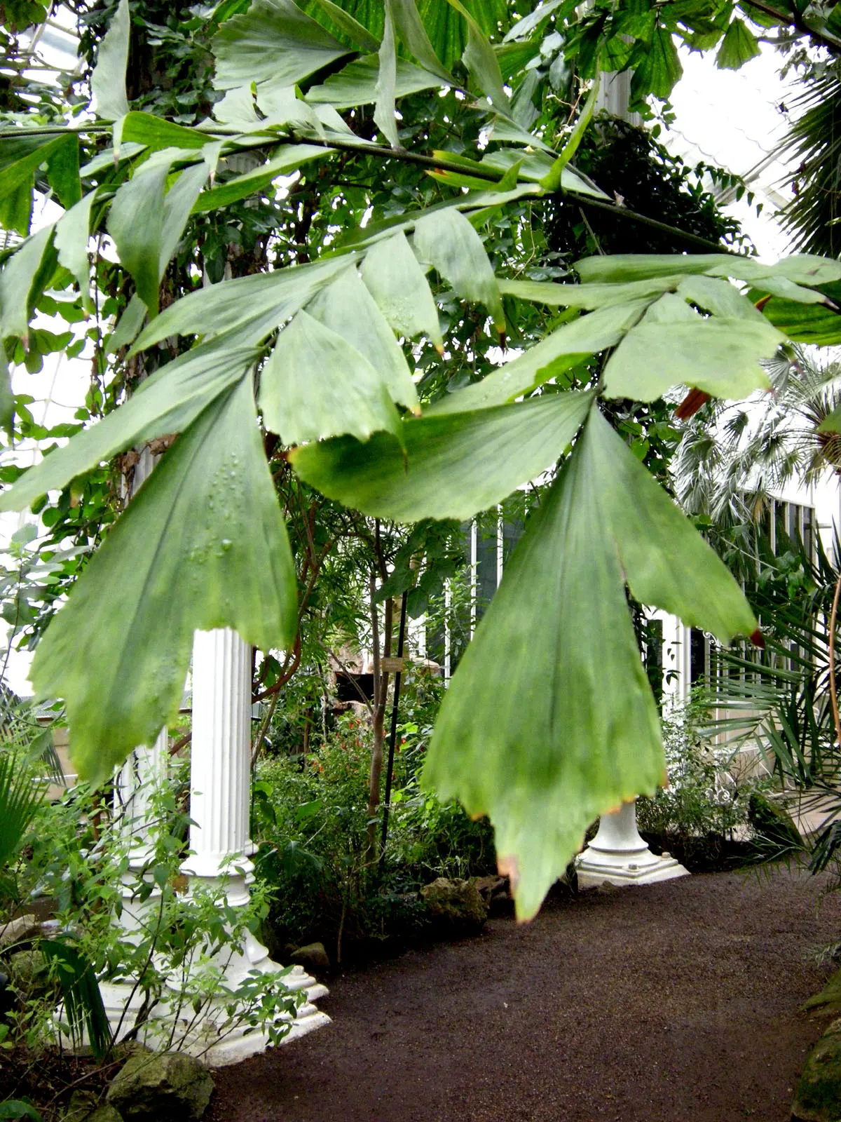 Clustering Fishtail Palm (Caryota Mitis) — that all parts of this plant are toxic if ingested