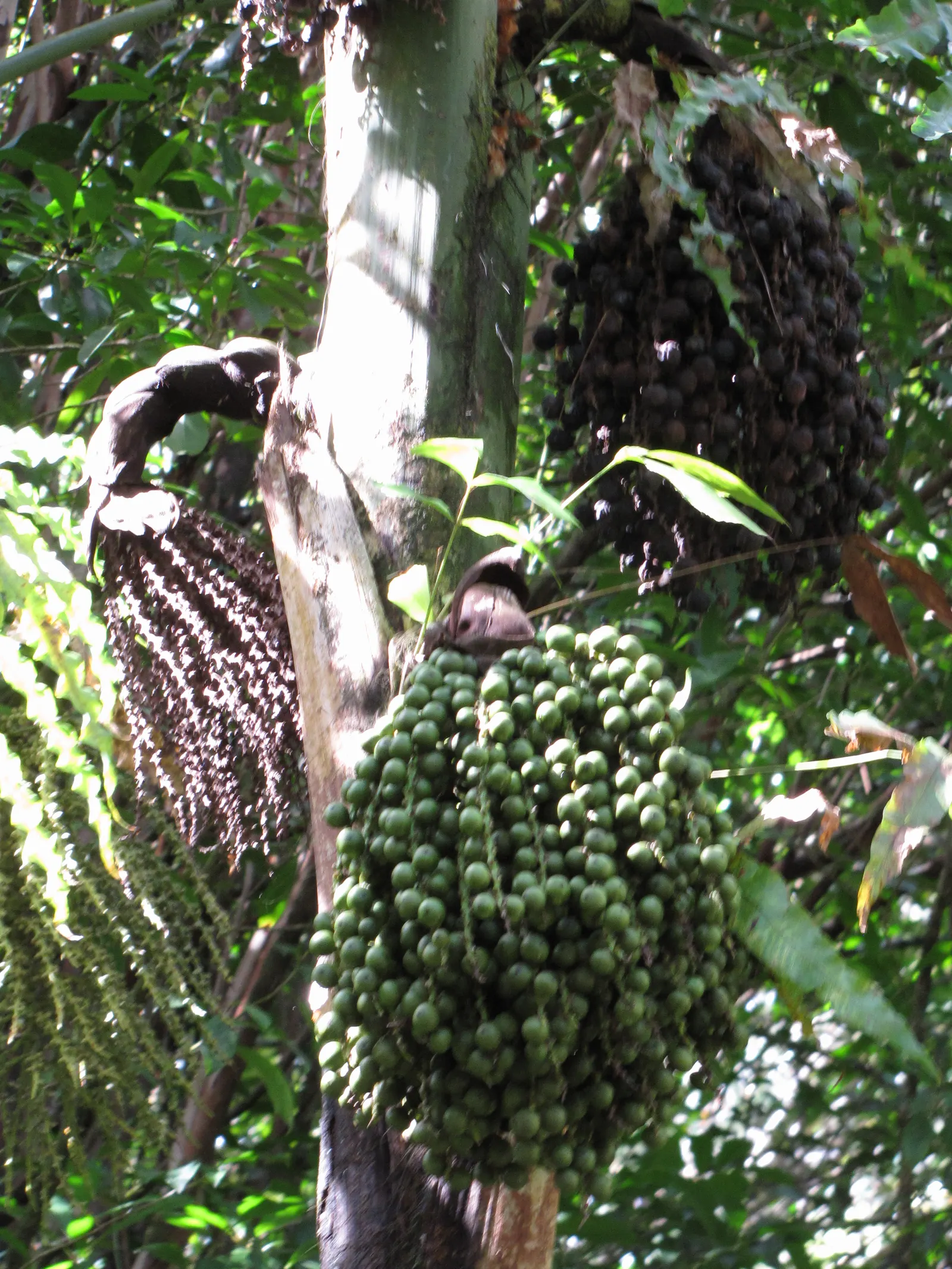 Clustering Fishtail Palm (Caryota Mitis) — Ideal for USDA zones 10-12, it prefers partial shade and moist, well-drained soil, image 46