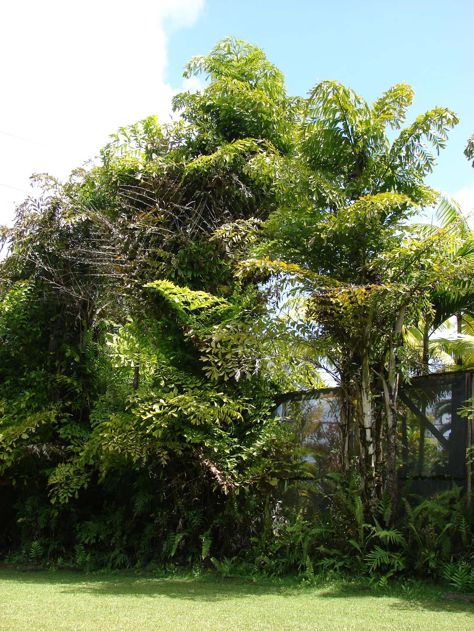 Clustering Fishtail Palm (Caryota Mitis) — Regular watering is crucial to maintain its lush appearance; and it should be placed with consideration to reduce