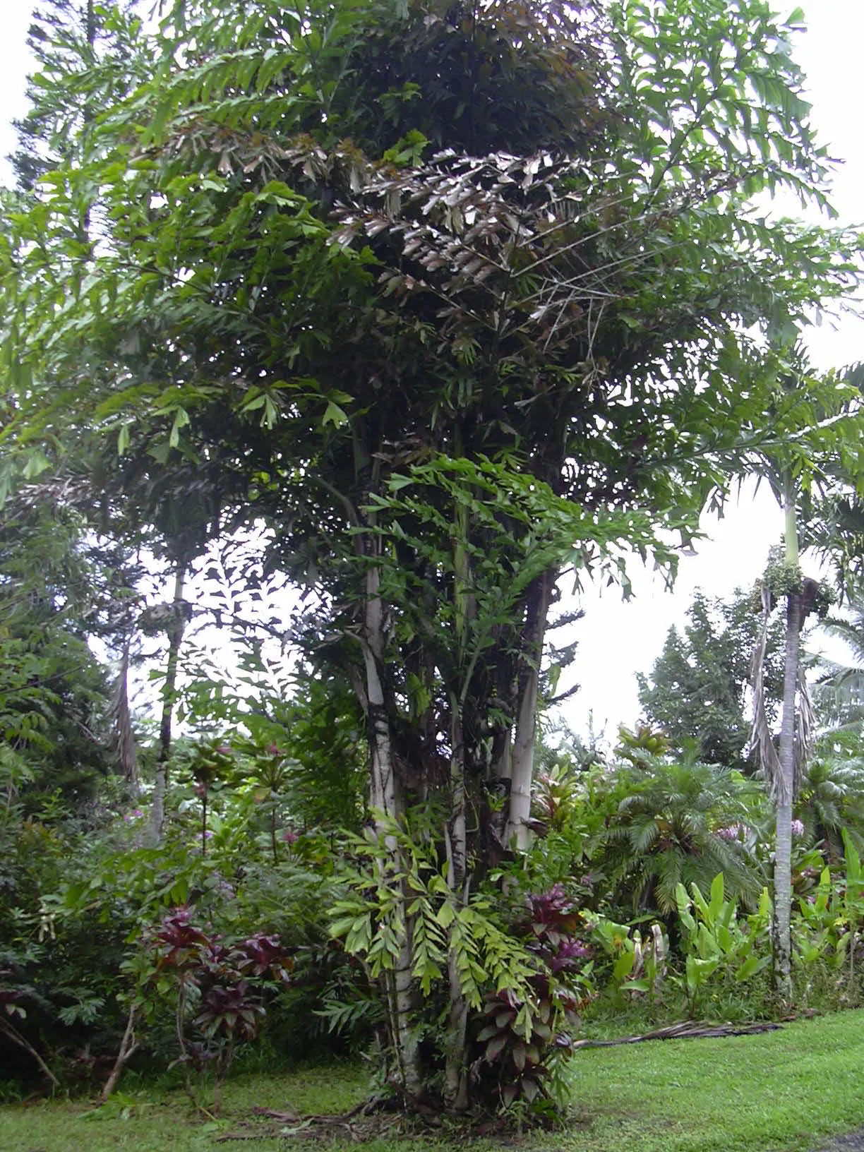 Clustering Fishtail Palm (Caryota Mitis) — Regular watering is crucial to maintain its lush appearance
