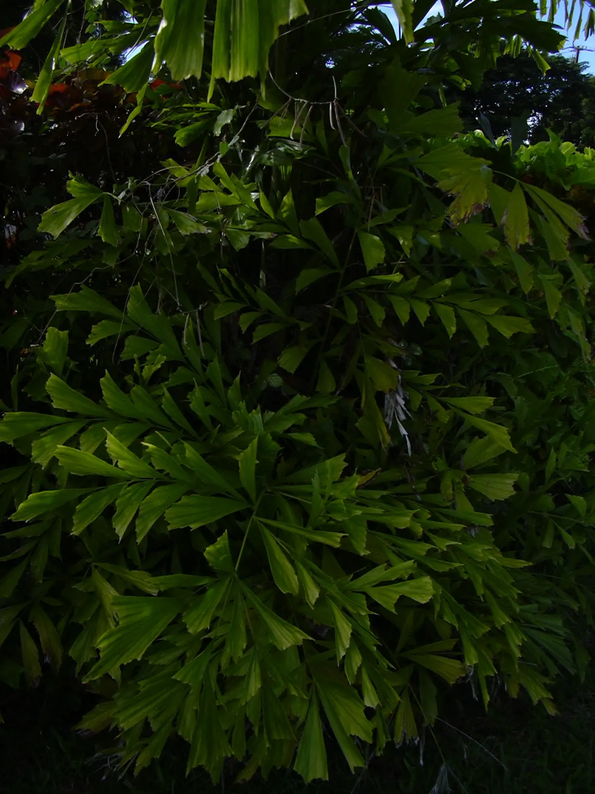 Clustering Fishtail Palm (Caryota Mitis) — indirect light or partial shade; rich loam with a slightly acidic to neutral pH, image 50