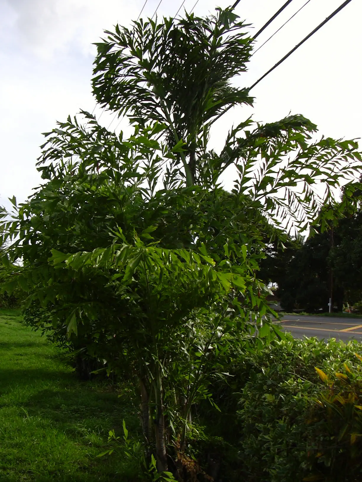 Clustering Fishtail Palm (Caryota Mitis) — and it should be placed with consideration to reduce accidental contact with pets and children, image 39