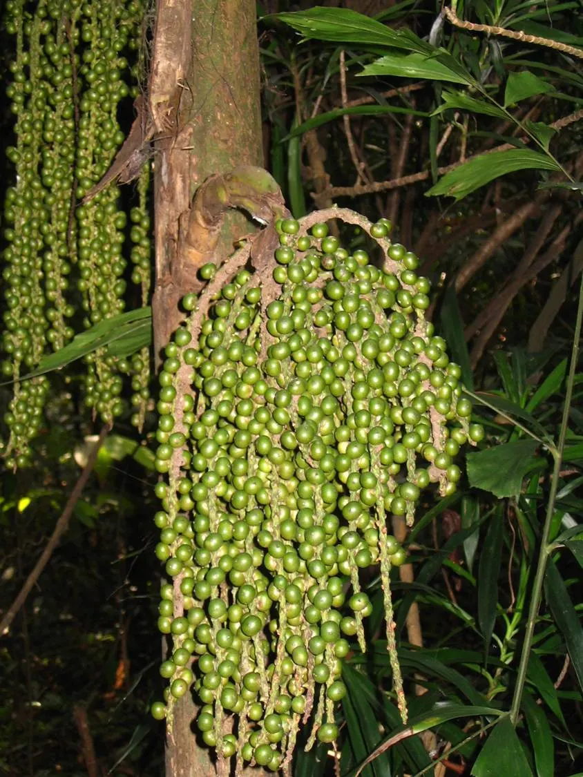 Clustering Fishtail Palm (Caryota Mitis) — but it flourishes in moist; ideal for USDA zones 10-12, it prefers partial shade and moist, well-drained, image 52