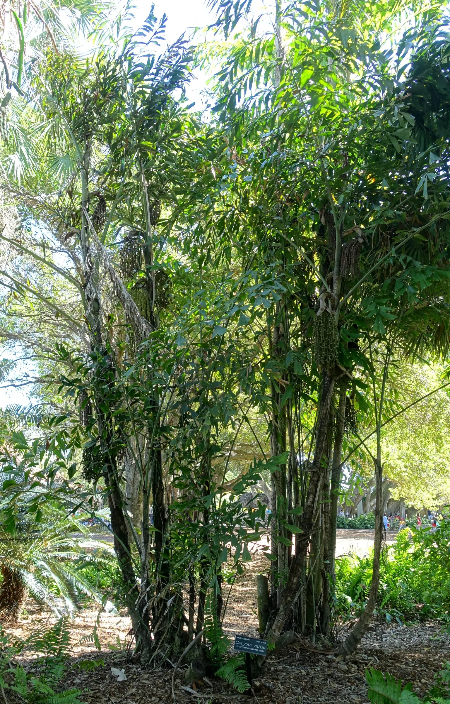 Clustering Fishtail Palm (Caryota Mitis) — cream to brownish inflorescence emerges beneath the leaves; rich loam with a slightly acidic to neutral, image 56