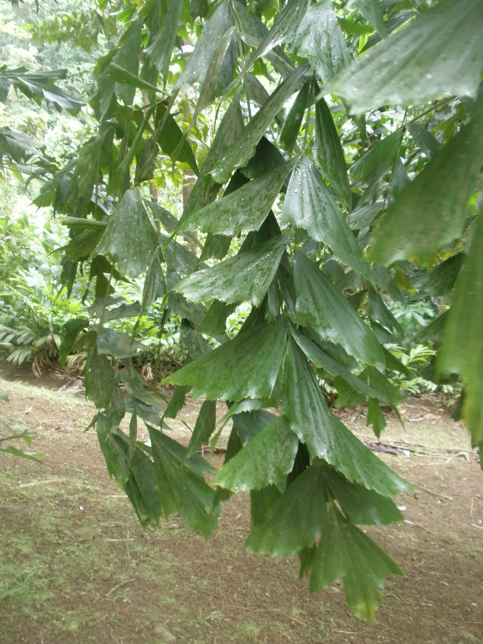 Clustering Fishtail Palm (Caryota Mitis) — Its cascading leaves add texture and movement, reaching lengths of up to 9 feet; ideal for USDA zones, image 55