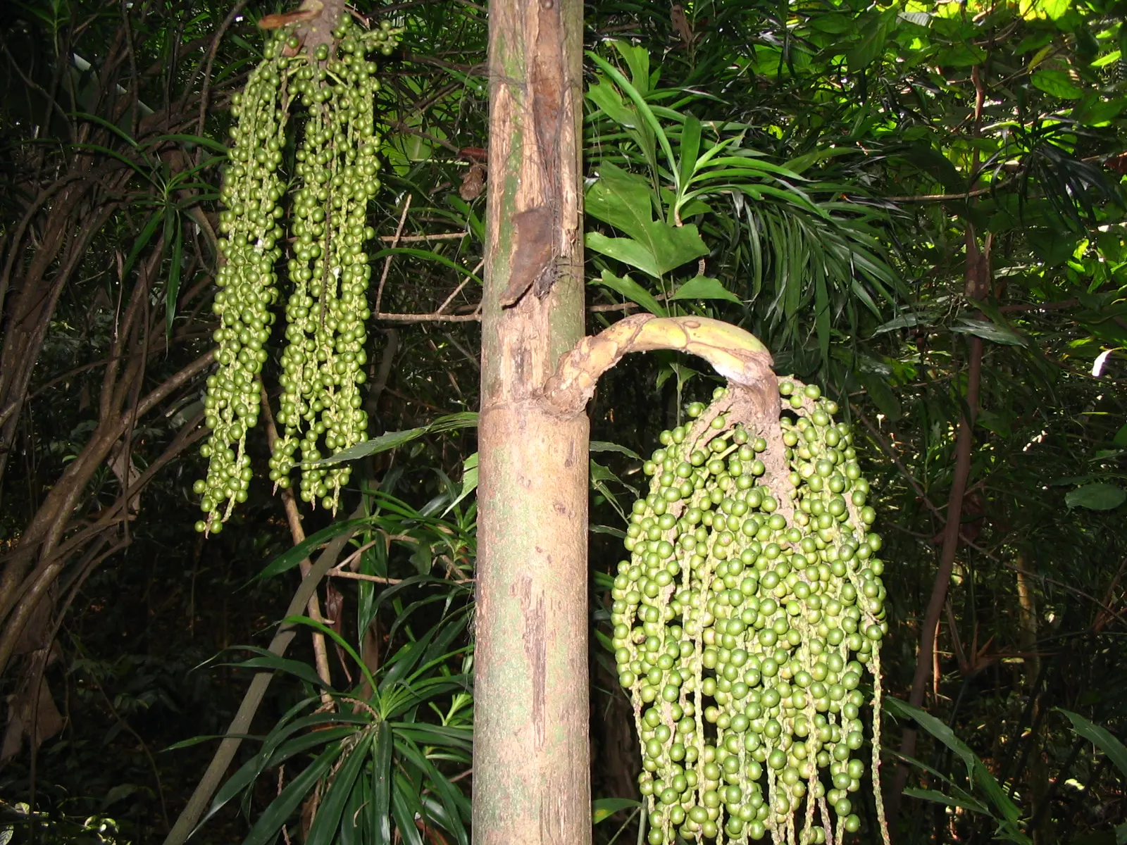 Clustering Fishtail Palm (Caryota Mitis) — Regular watering is crucial to maintain its lush appearance; and it should be placed with consideration, image 54