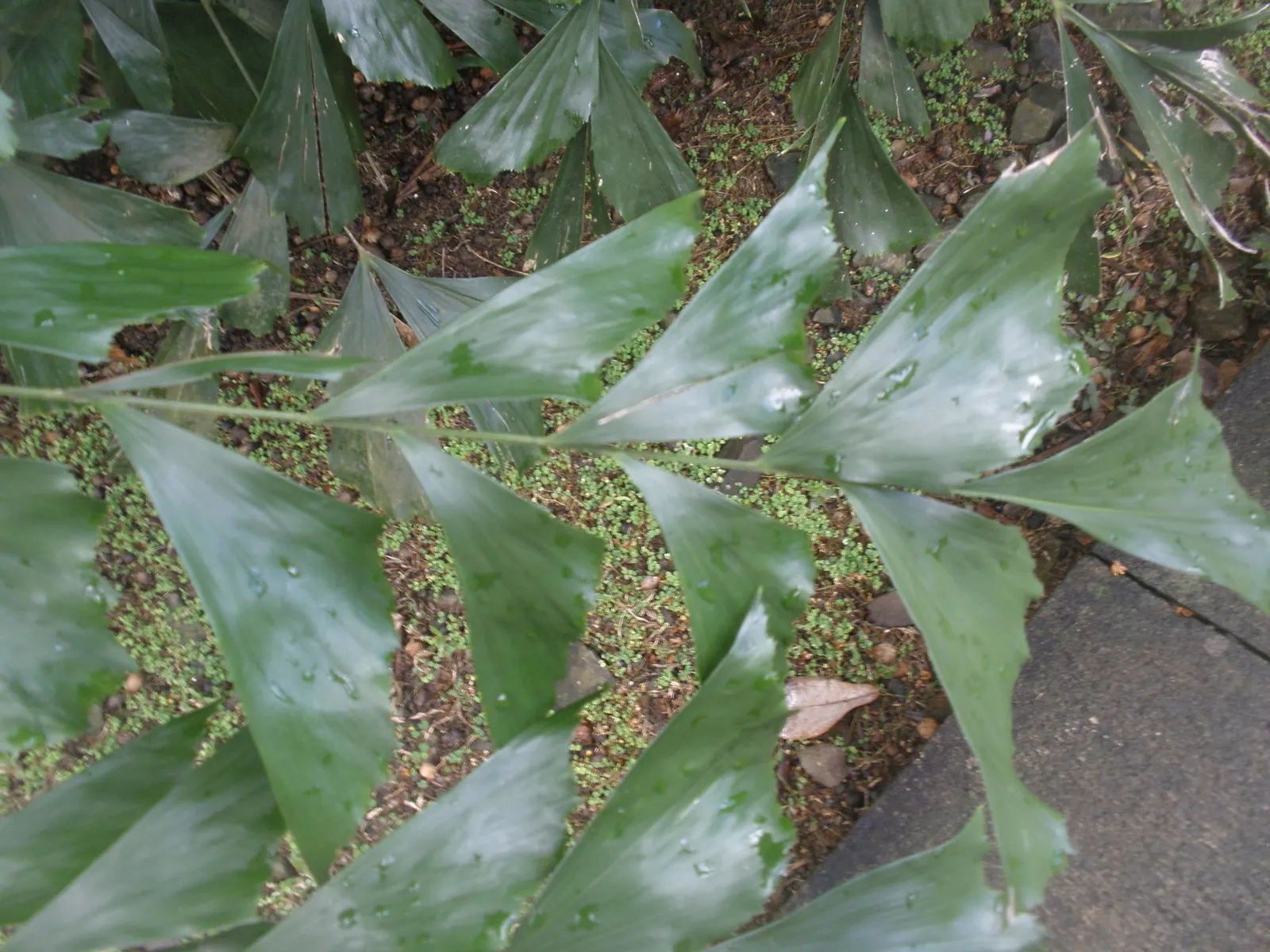 Clustering Fishtail Palm (Caryota Mitis) — rich loam with a slightly acidic to neutral pH, image 53