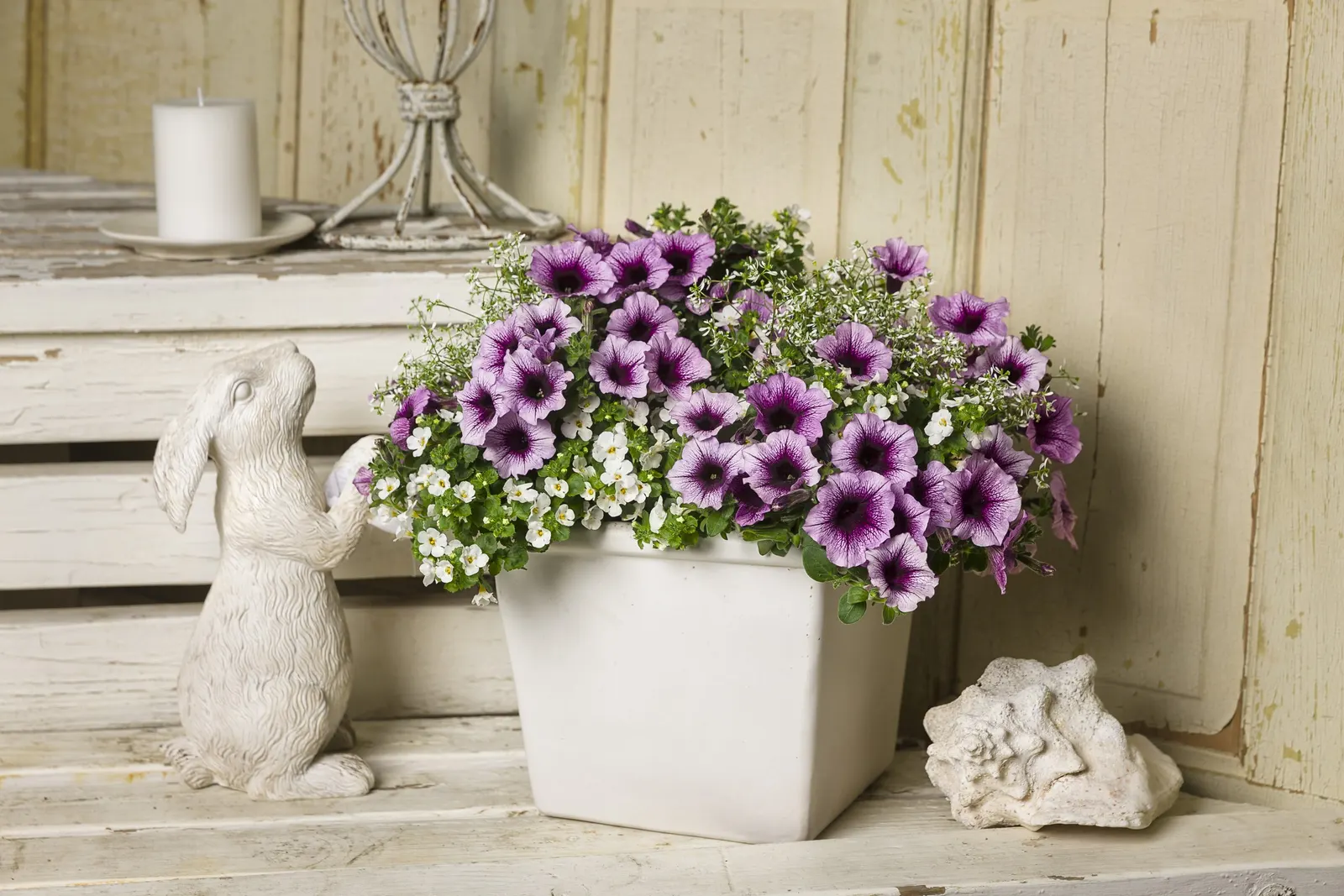 Bordeaux™ II Petunia — Use a sharp pair of scissors or pruning shears to trim back up to 1/3 of the volume of the plant; they have medium to large, image 156