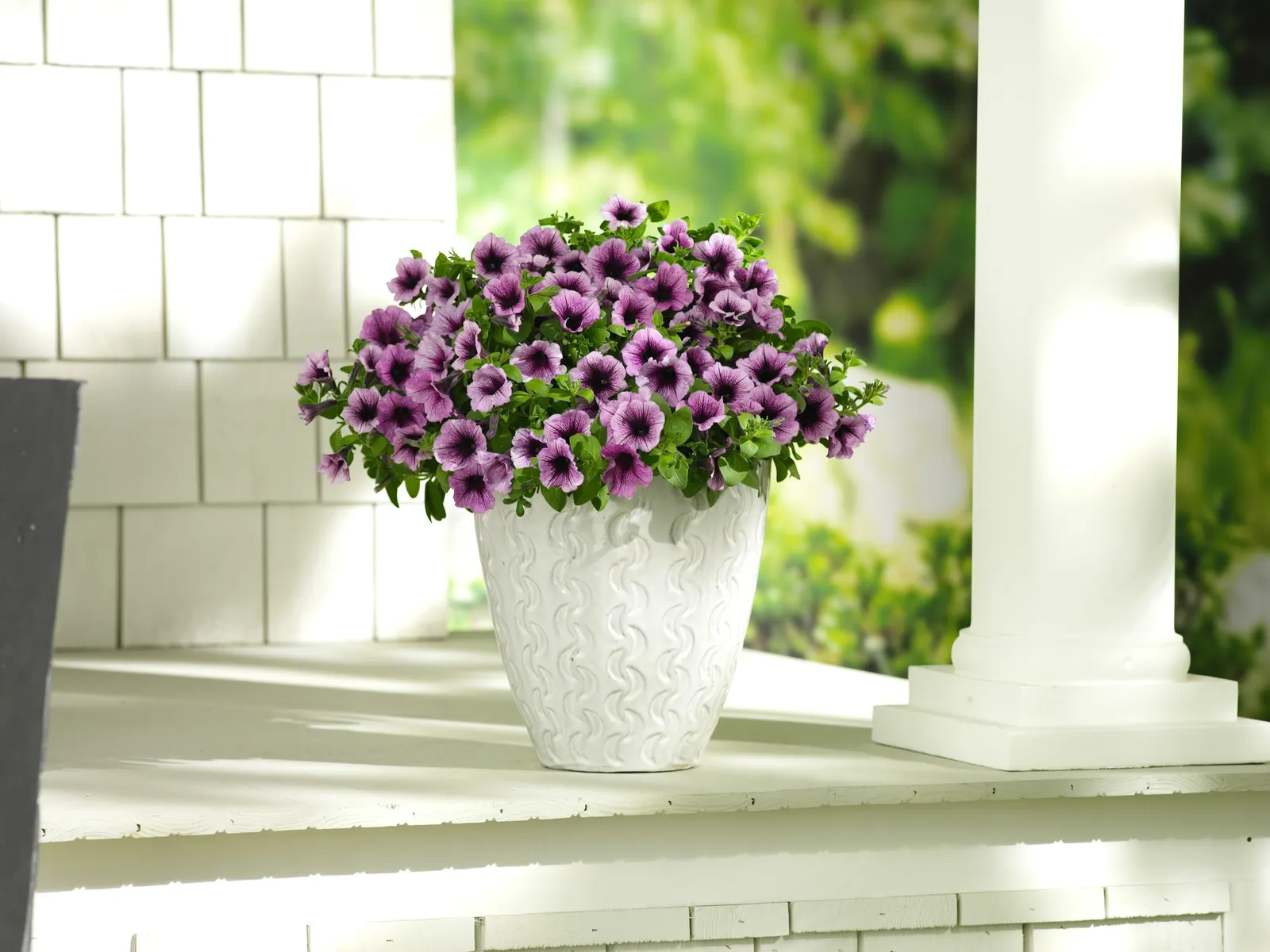 Bordeaux™ II Petunia — This applies to both landscape and container plantings; additionally, strong disease resistance keeps the plant growing, image 94