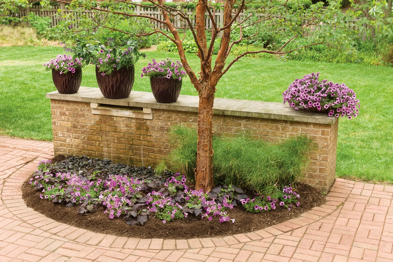 Bordeaux™ II Petunia — These are heat tolerant plants; this applies to both landscape and container plantings, image 64