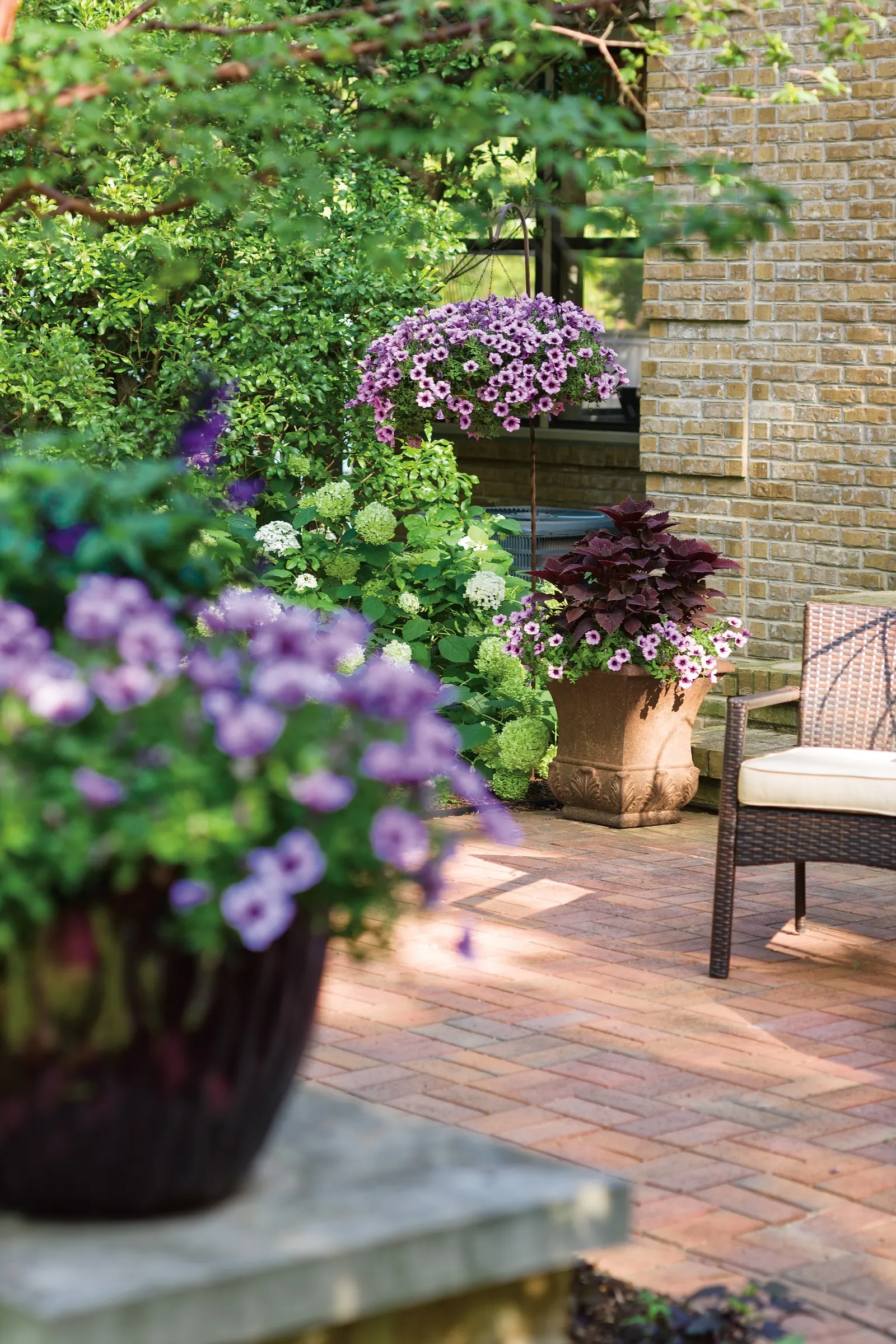 Bordeaux™ II Petunia — These extra applications of plant food really makes a difference in performance through the summer; i pair any trim with a dose of water
