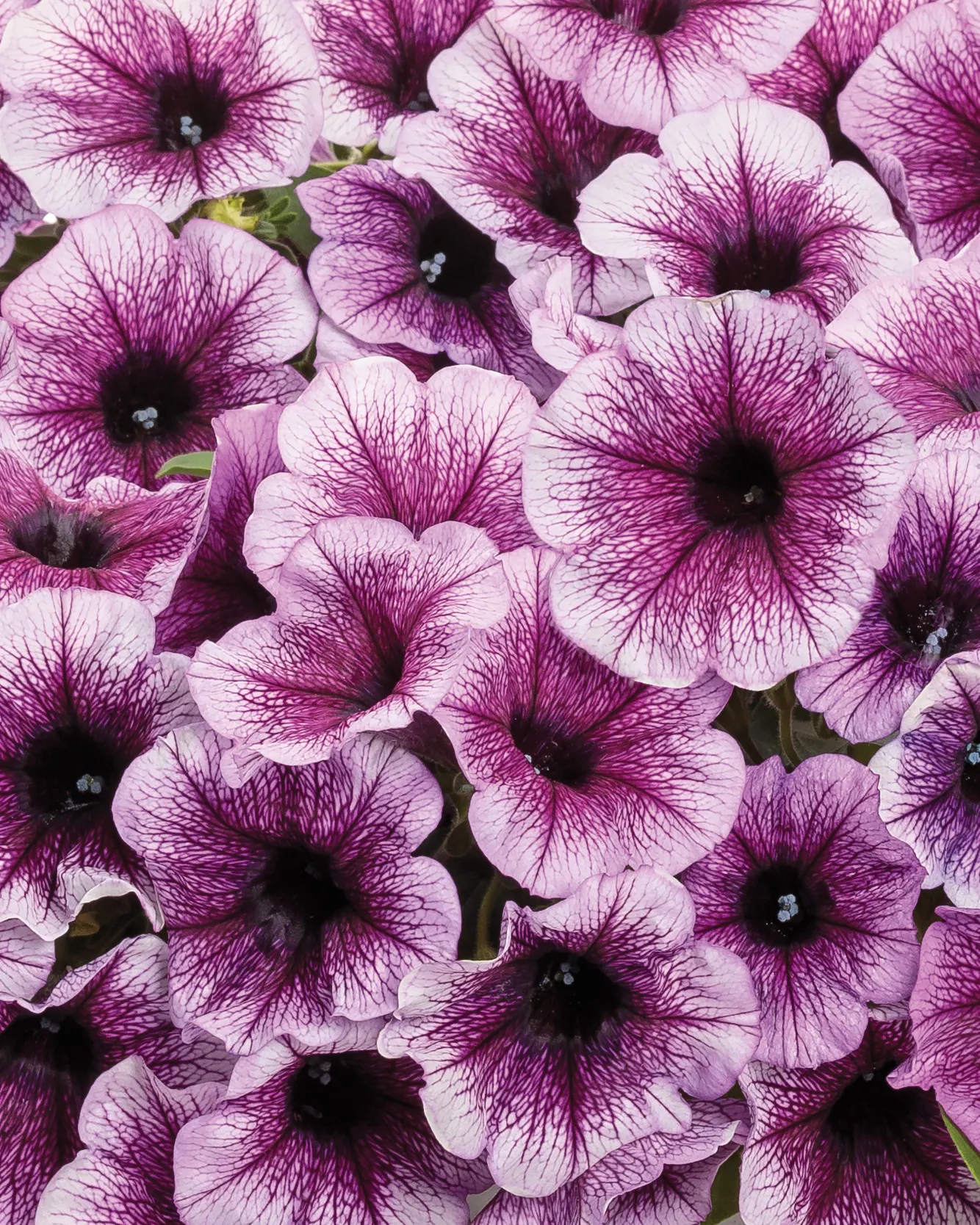 Bordeaux™ II Petunia — They are also excellent landscape plants, best suited to be placed near the front of beds; learn more about petunia care in, image 170