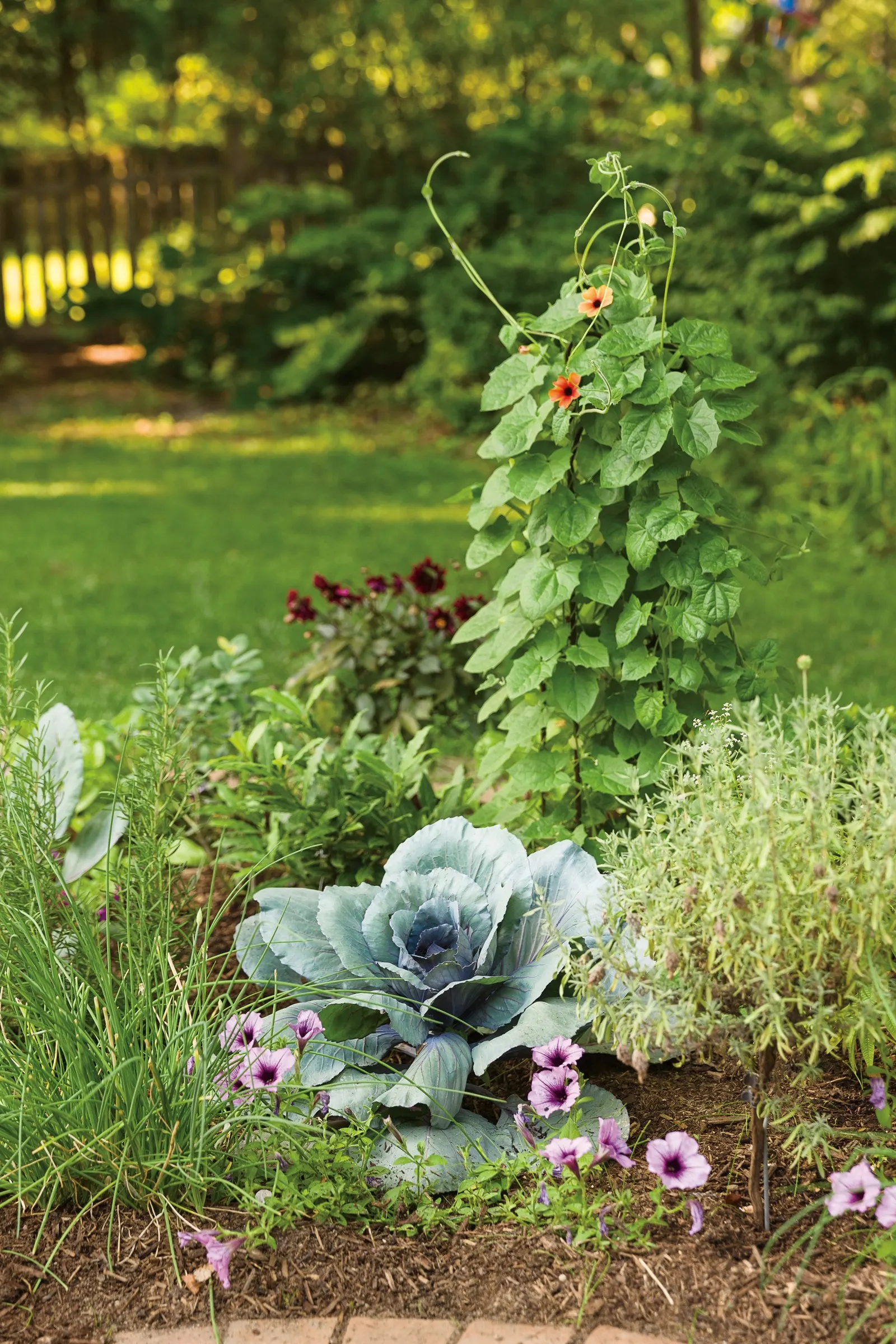 Bordeaux™ II Petunia — Use a sharp pair of scissors or pruning shears to trim back up to 1/3 of the volume of the plant