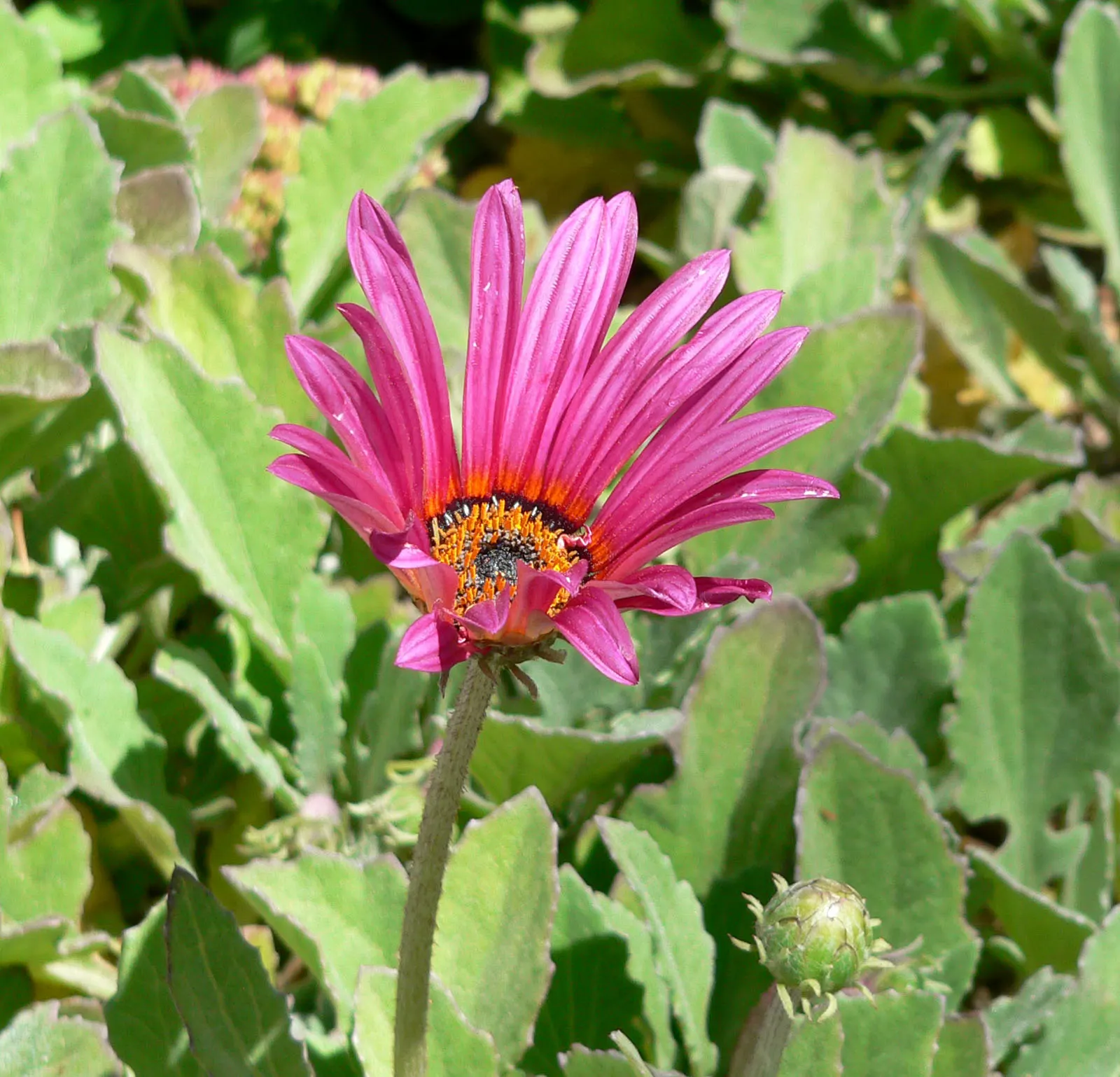 Yellow African Daisy (Arctotis Acaulis) — feature a rich yellow hue with a contrasting dark center